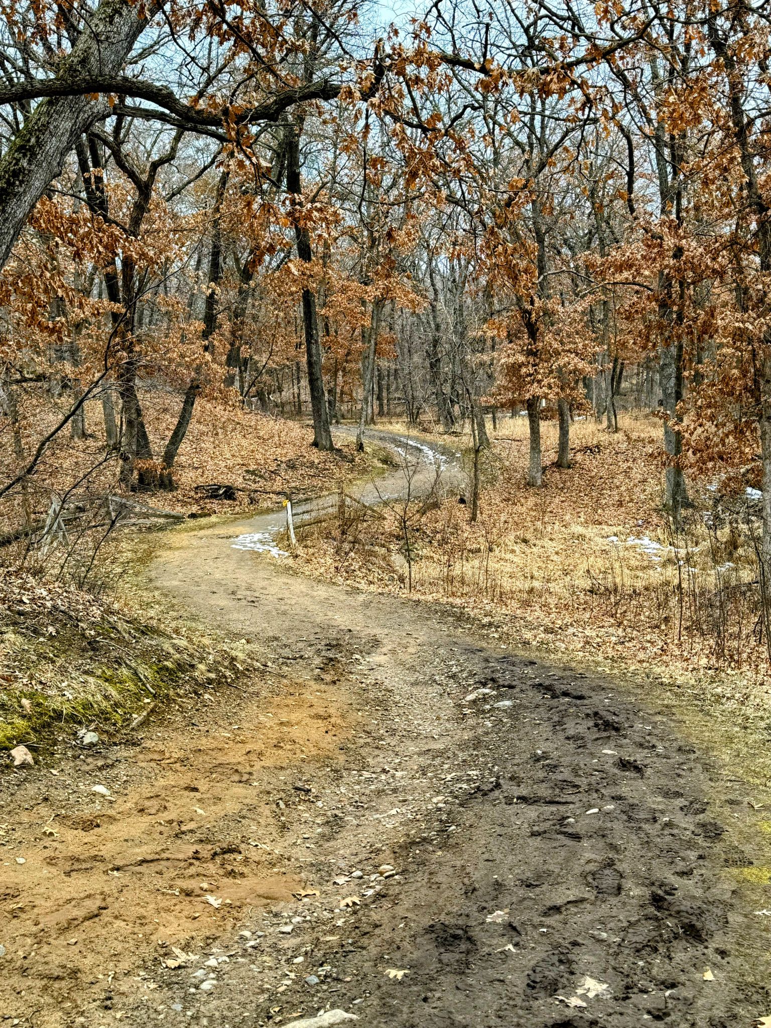Muddy dirt path winds through a forest with bare trees and brown leaves. - McDonough and Cattail Lake Loop