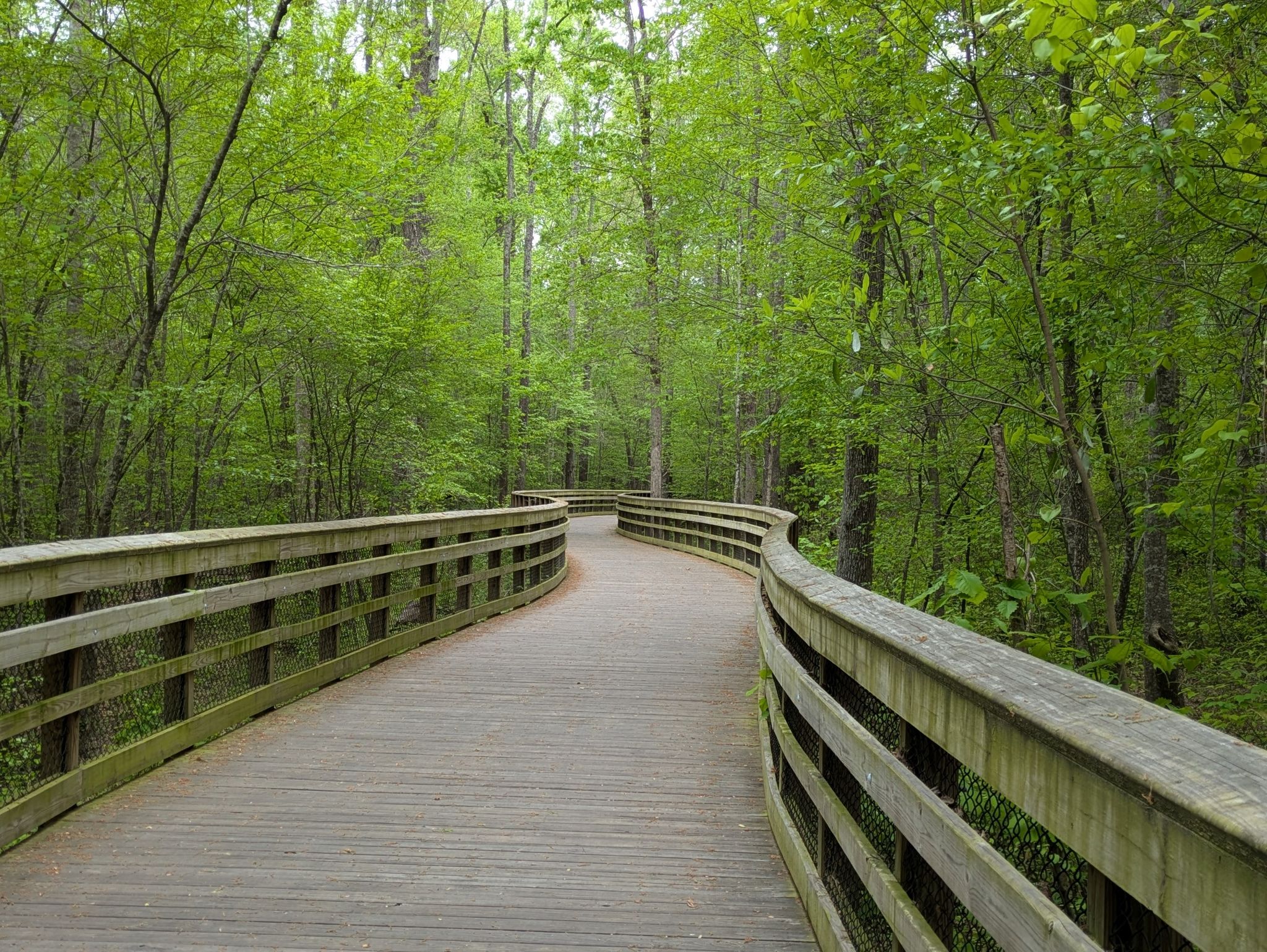A wooden boardwalk curves through a lush green forest under bright, diffused light. - Hiking loop from White Oak Creek