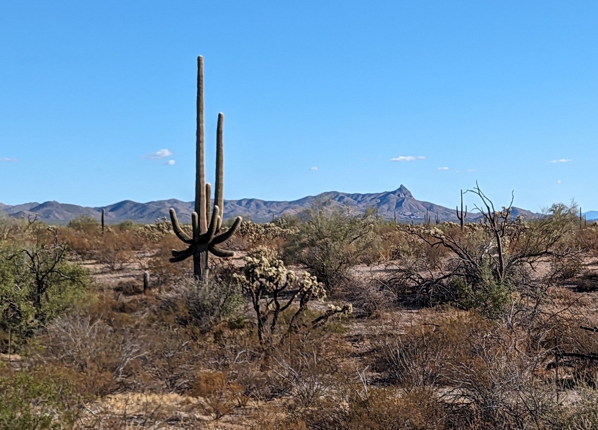 Desert landscape with saguaro cacti, shrubs, and distant mountains under clear sky. - Whitlow Tank loop from Queen Valley