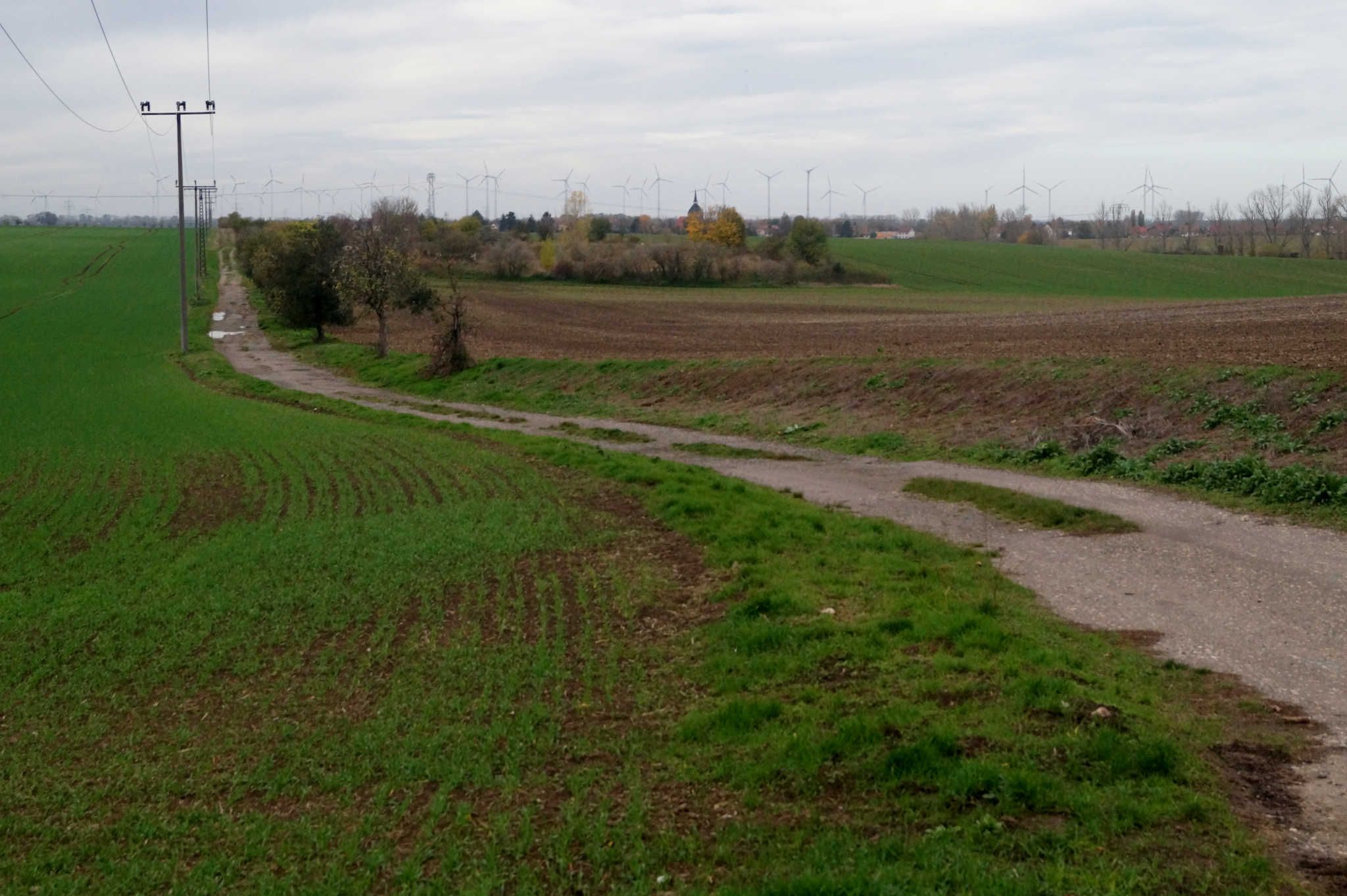 Feldwege Richtung Steuden