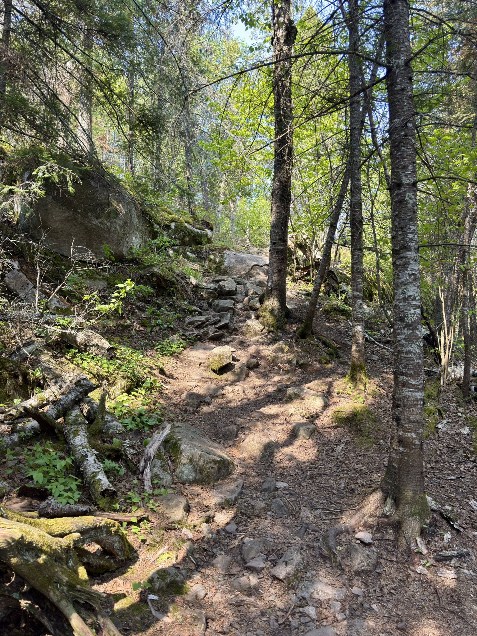 A sunlit, rocky dirt path winds uphill through a dense, green forest. - Fantasia Overlook via Superior Hiking Trail
