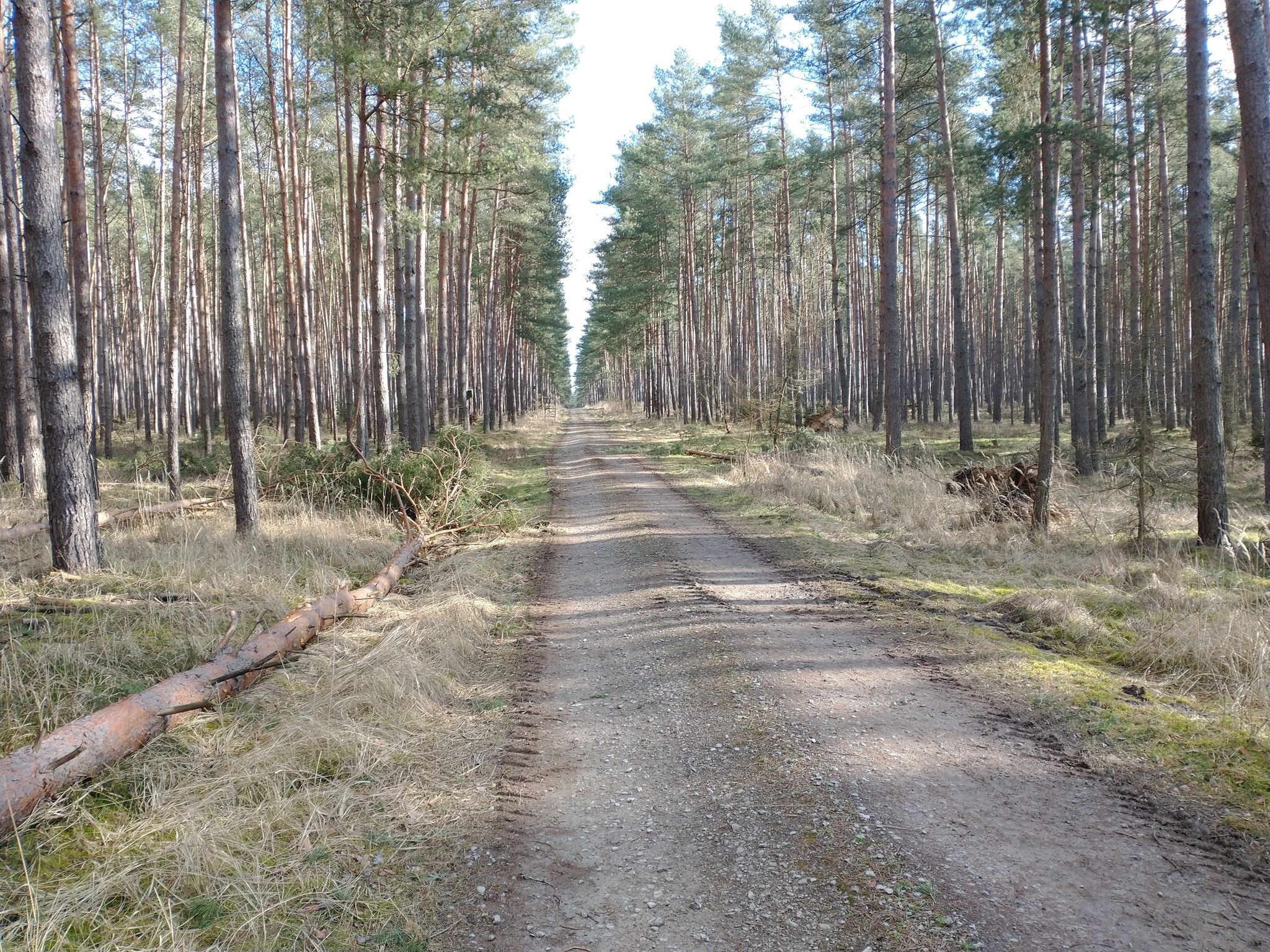 Spargelwald