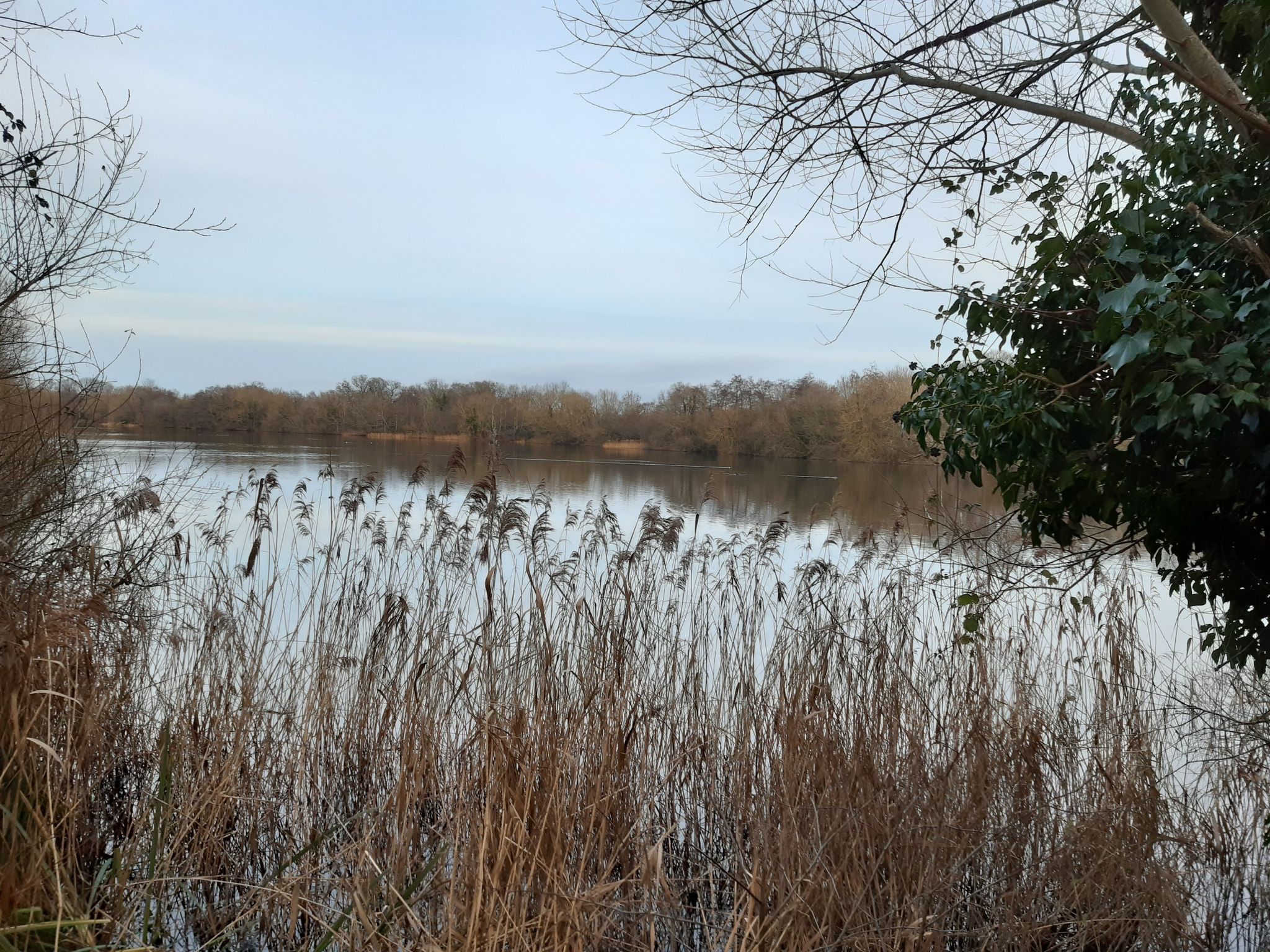 white swan lake