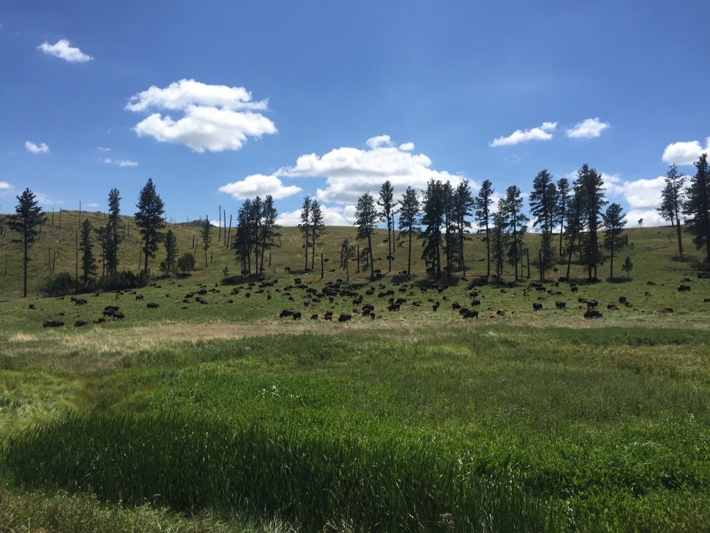 Green grassy field with scattered pine trees under a bright, cloudy sky. - Wildlife Loop Road