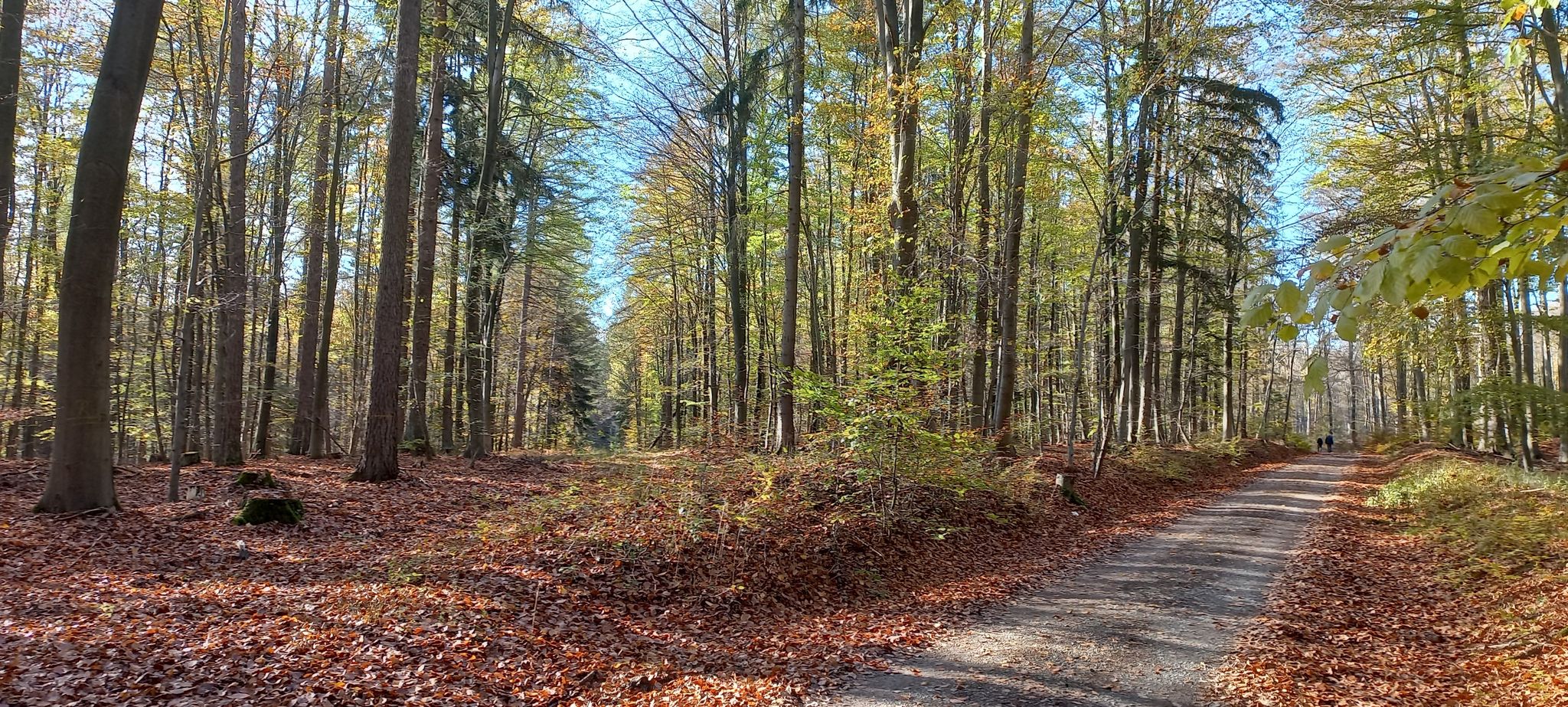 links der Weg Richtung Echterspfahl