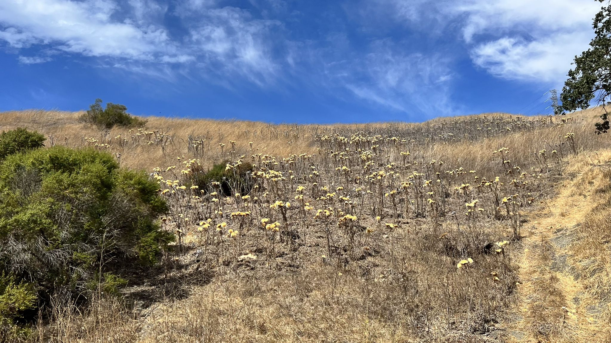 Dry grassy hillside covered with yellow wildflowers under a blue sky. - Lamorinda Trail Loop