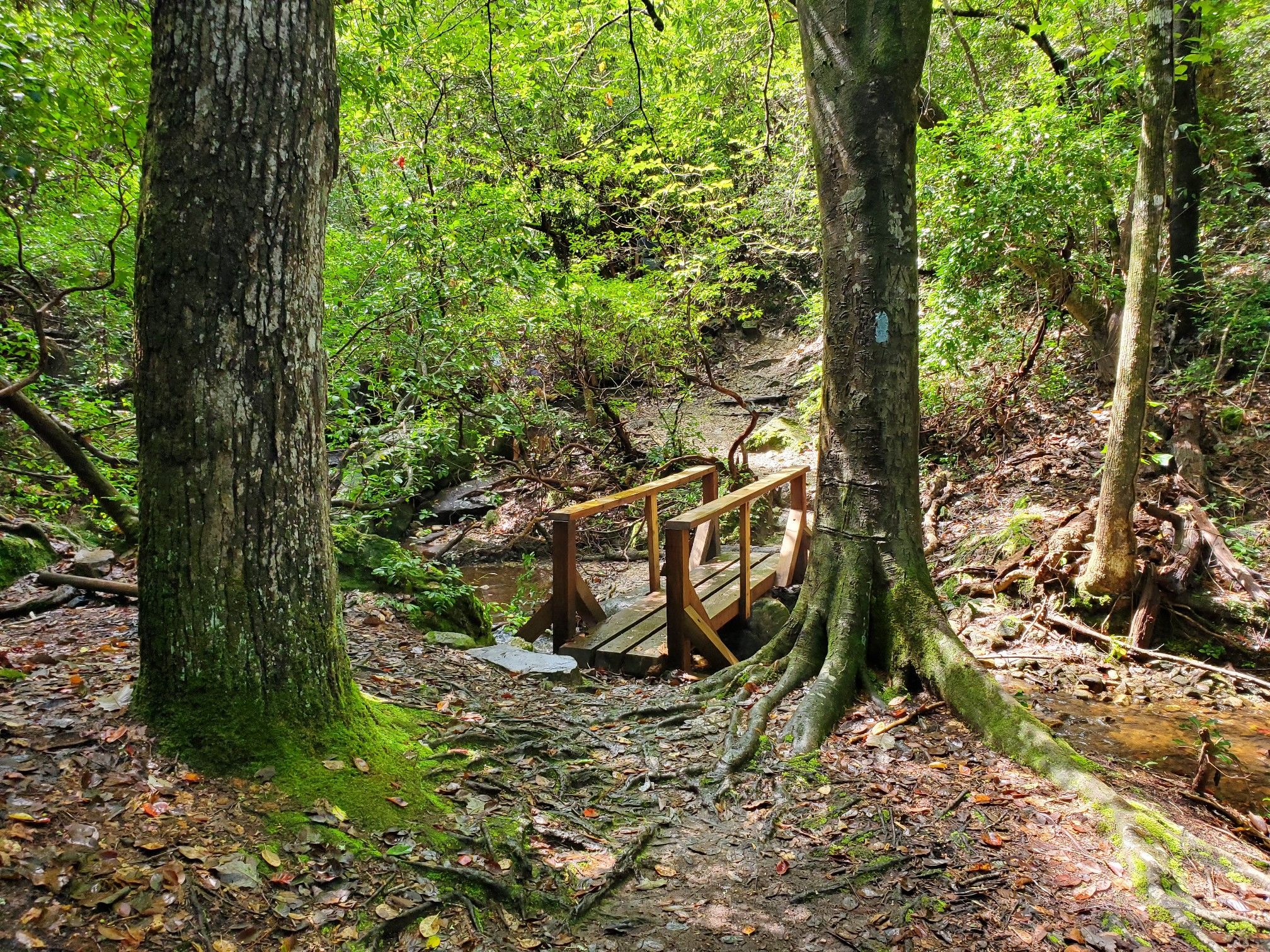 A small wooden bridge crosses a stream in a lush, green forest. - Csonka Falls – Cascade Falls loop from WJSP Picnic Site