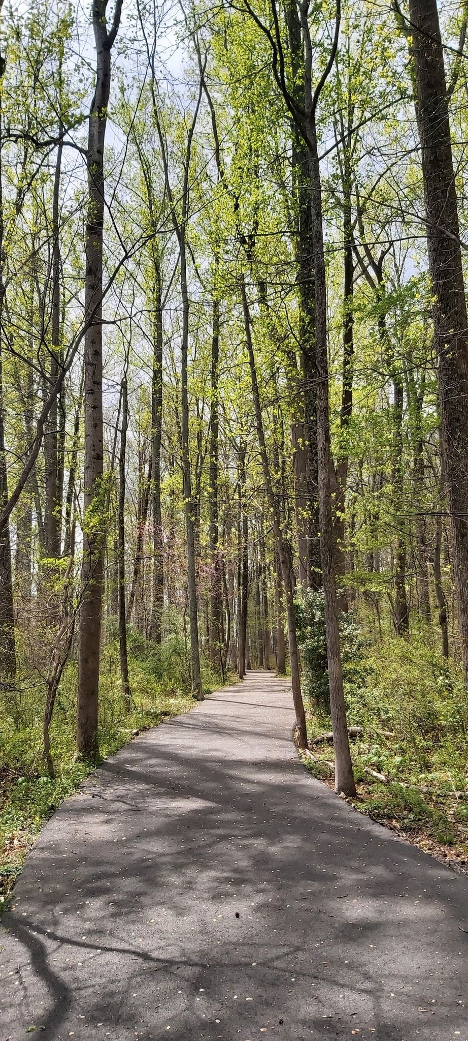 Paved path through a tall, sunlit forest with new green leaves. - Lake Brittle loop from Warrenton Lake Dam