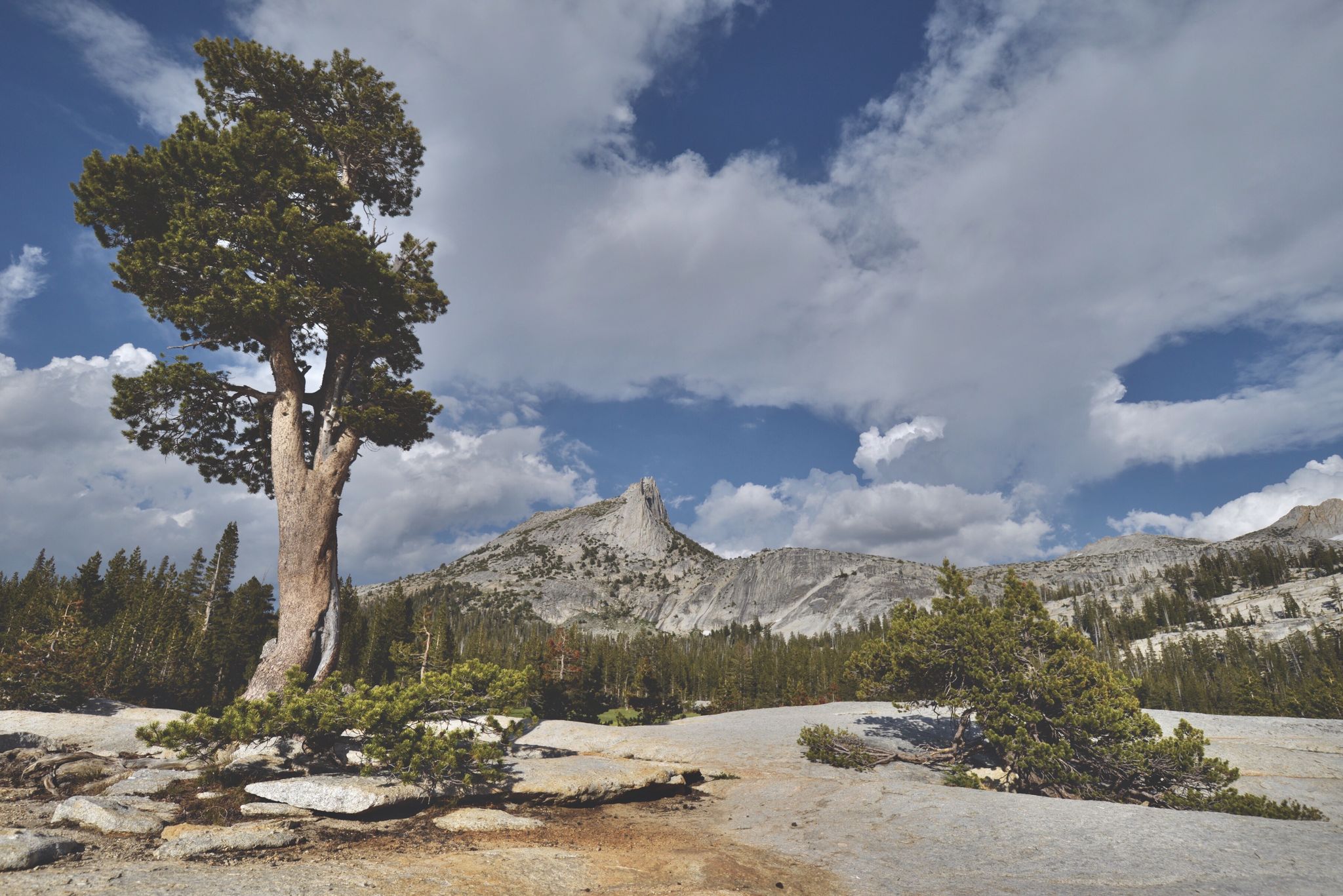 A solitary, gnarled tree stands on a rocky outcrop with a mountain view. - Upper Cathedral Lake – John Muir Trail loop from Tuolumne Meadows