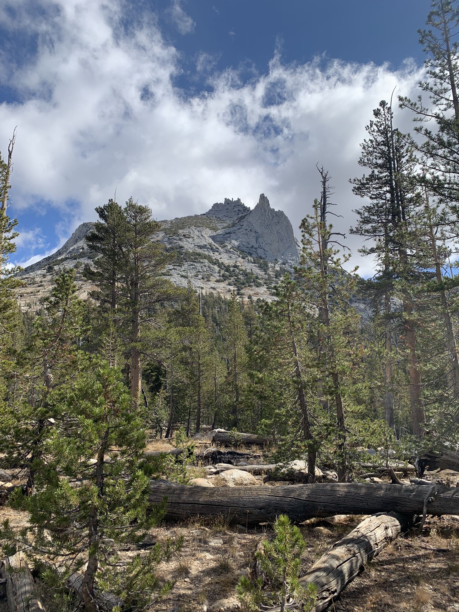 A jagged mountain peak rises above a dense forest with fallen logs. - John Muir Trail – Lake in Yosemite Wilderness loop from Tuolumne Meadows