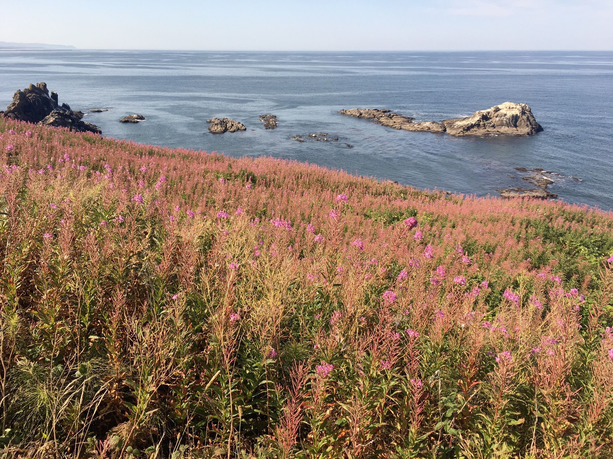 Vibrant pink wildflowers cover a hillside overlooking a rocky ocean coastline on a sunny day. - Lighthouse and Salal Hill Trail Loop