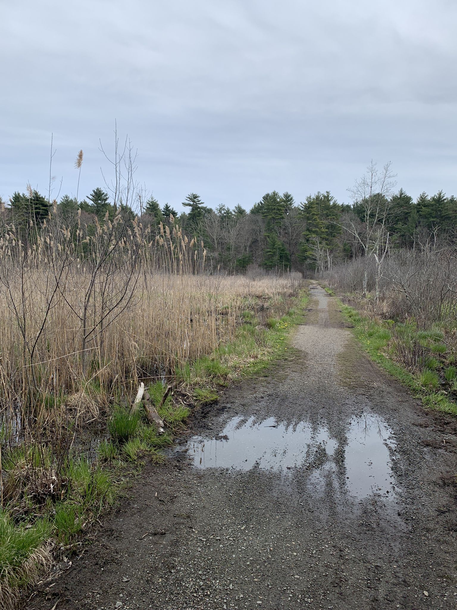 Muddy dirt path with puddles, tall grass, and distant forest under an overcast sky. - Willowdale and Bay Circuit Trail Loop