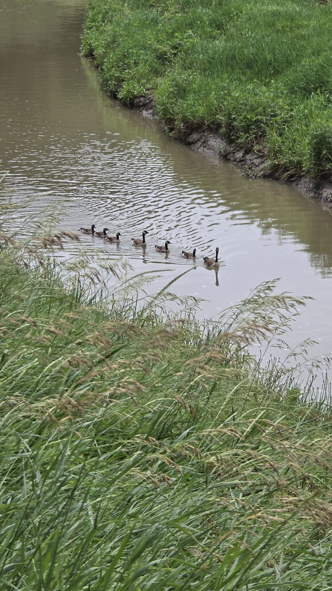 A line of ducks swims in a stream with tall grass. - Keystone Trail