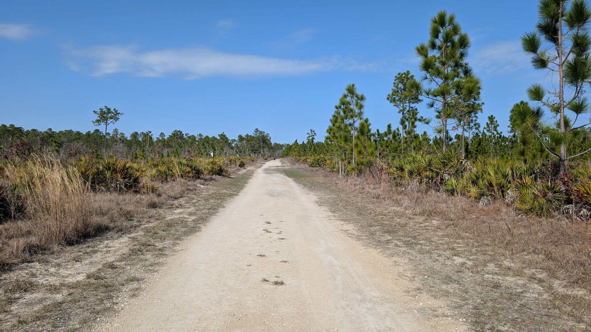 A long dirt road extends through a flat, grassy landscape under blue sky. - Longleaf Trail loop from Panama City Beach Conservation Park