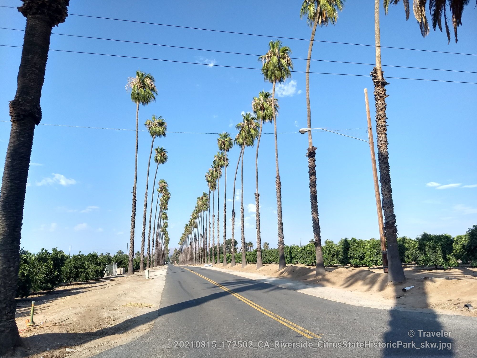 A long, straight road extends into the distance, flanked by tall palm trees. - Running loop from California Citrus State Historic Park