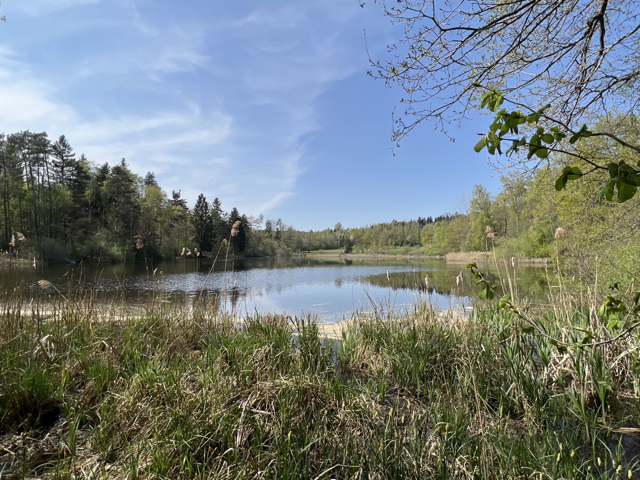 Fischbacher Moos Weiher