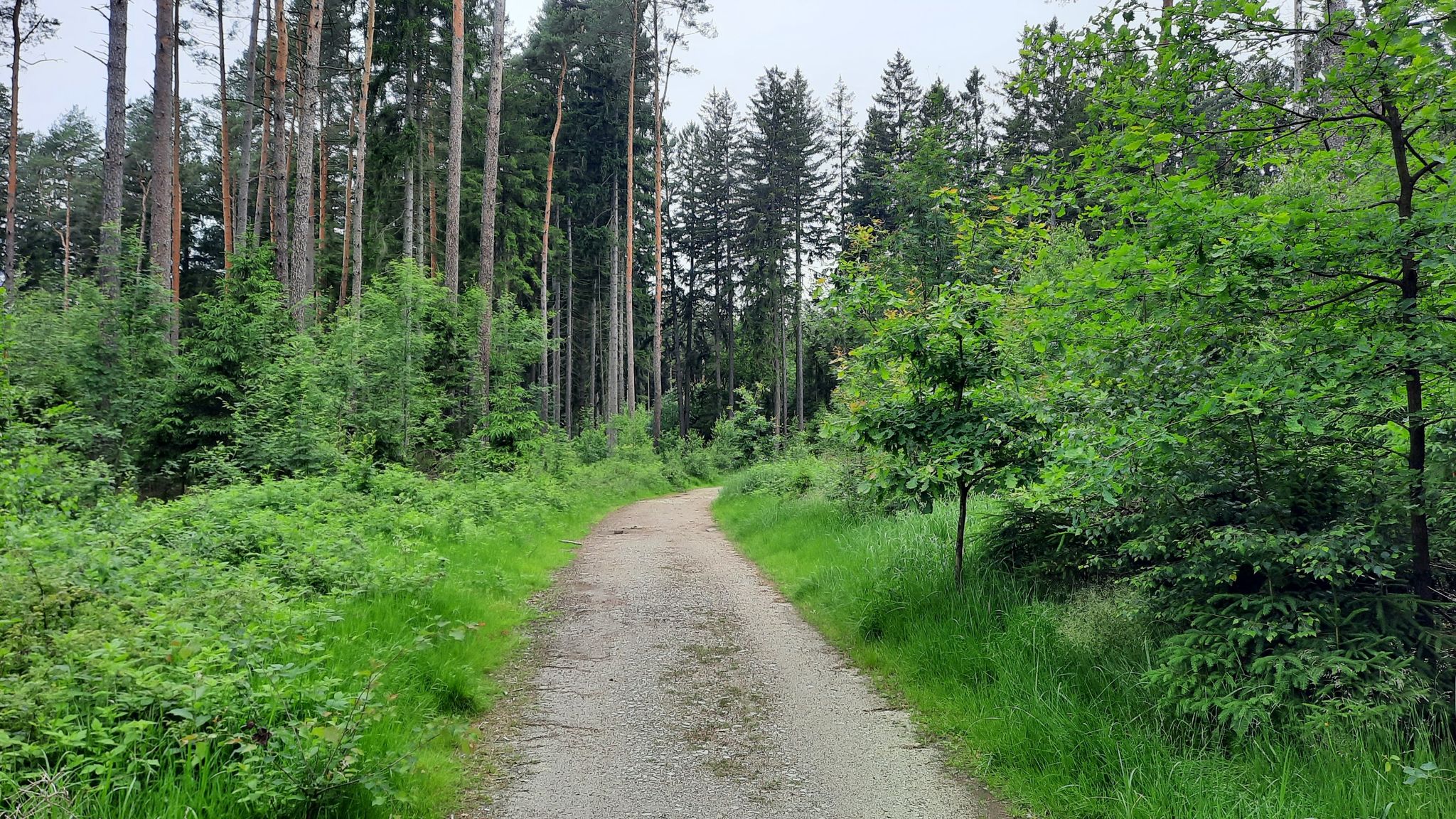Schotterweg, typisch für die Dresdner Heide