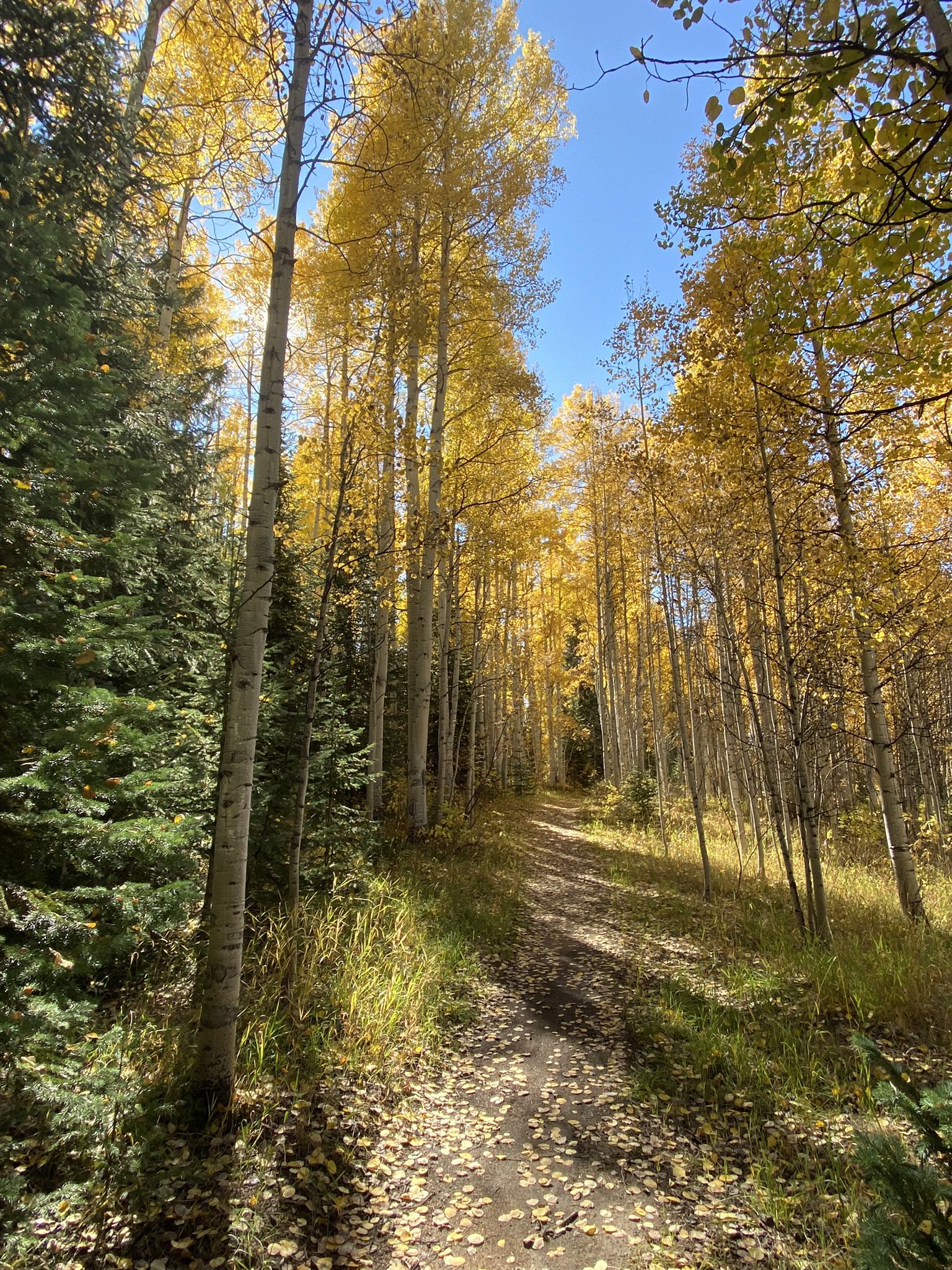 A sunlit dirt path winding through a dense forest of tall golden aspen trees. - Lollipop to Grand Turk to Hunter Valley Loop