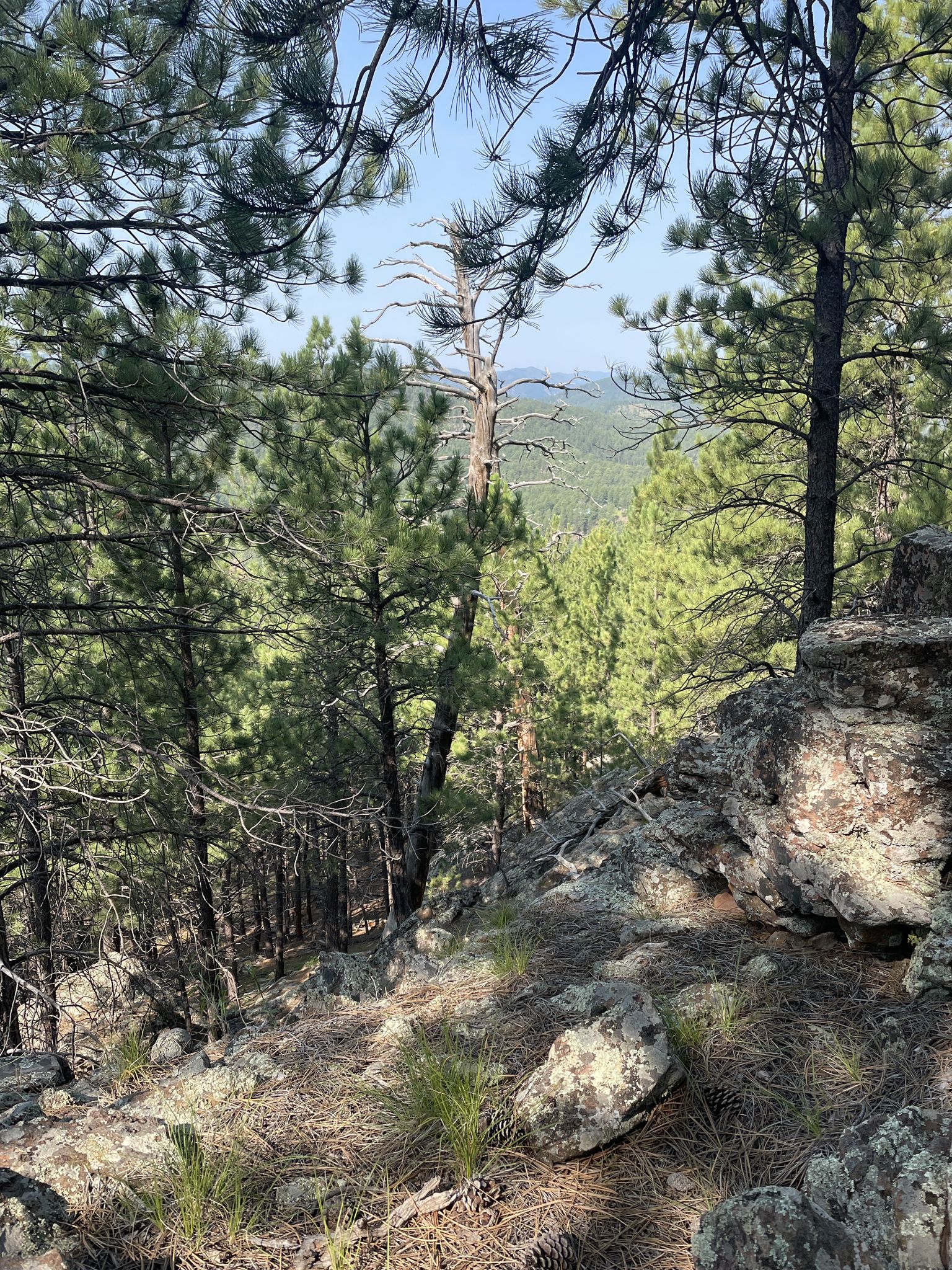 Sunny forest view from a rocky slope, looking down into a valley. - Bone Collector and Bone Up Loop