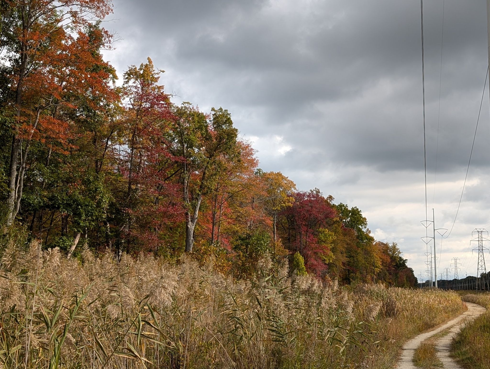 Autumn trees with colorful leaves, tall grass, and a dirt path under cloudy sky. - Oak Savannah Trail Loop - Indiana Dunes National Park