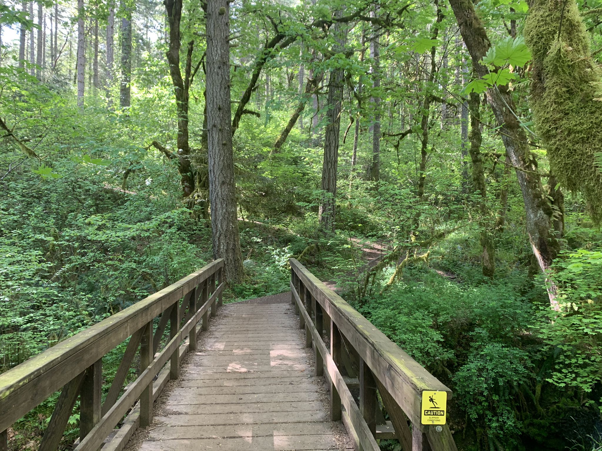 Wooden bridge extends into a lush, sunlit green forest. - Dimple Hill Loop via Dan's Trail