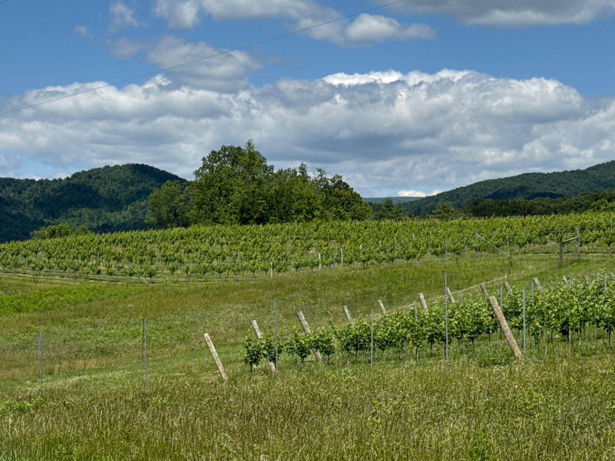 Winery in Virgina. A surprise for me