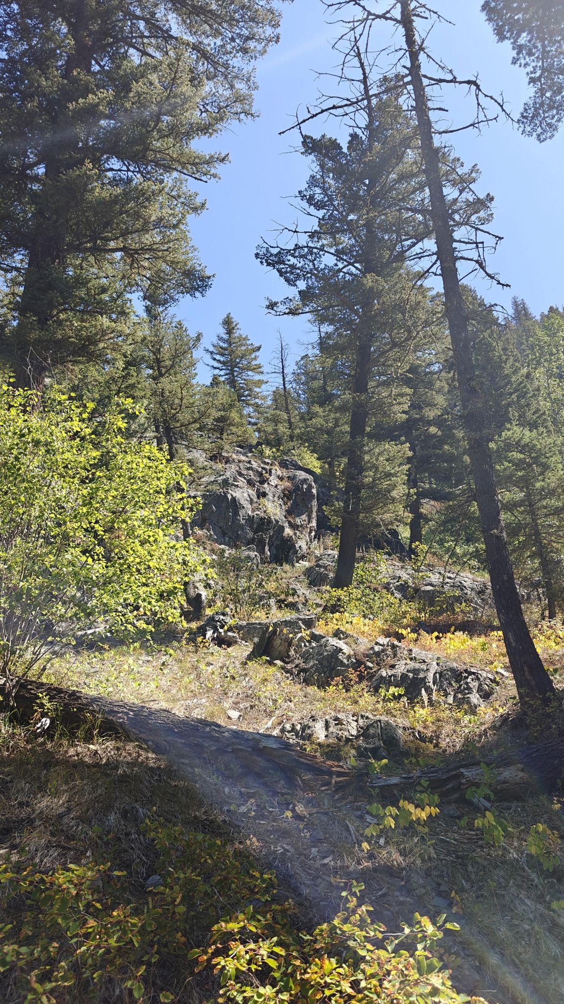 Bright sun illuminates a rocky, forested slope with tall pine trees. - Pine Creek Falls Trail