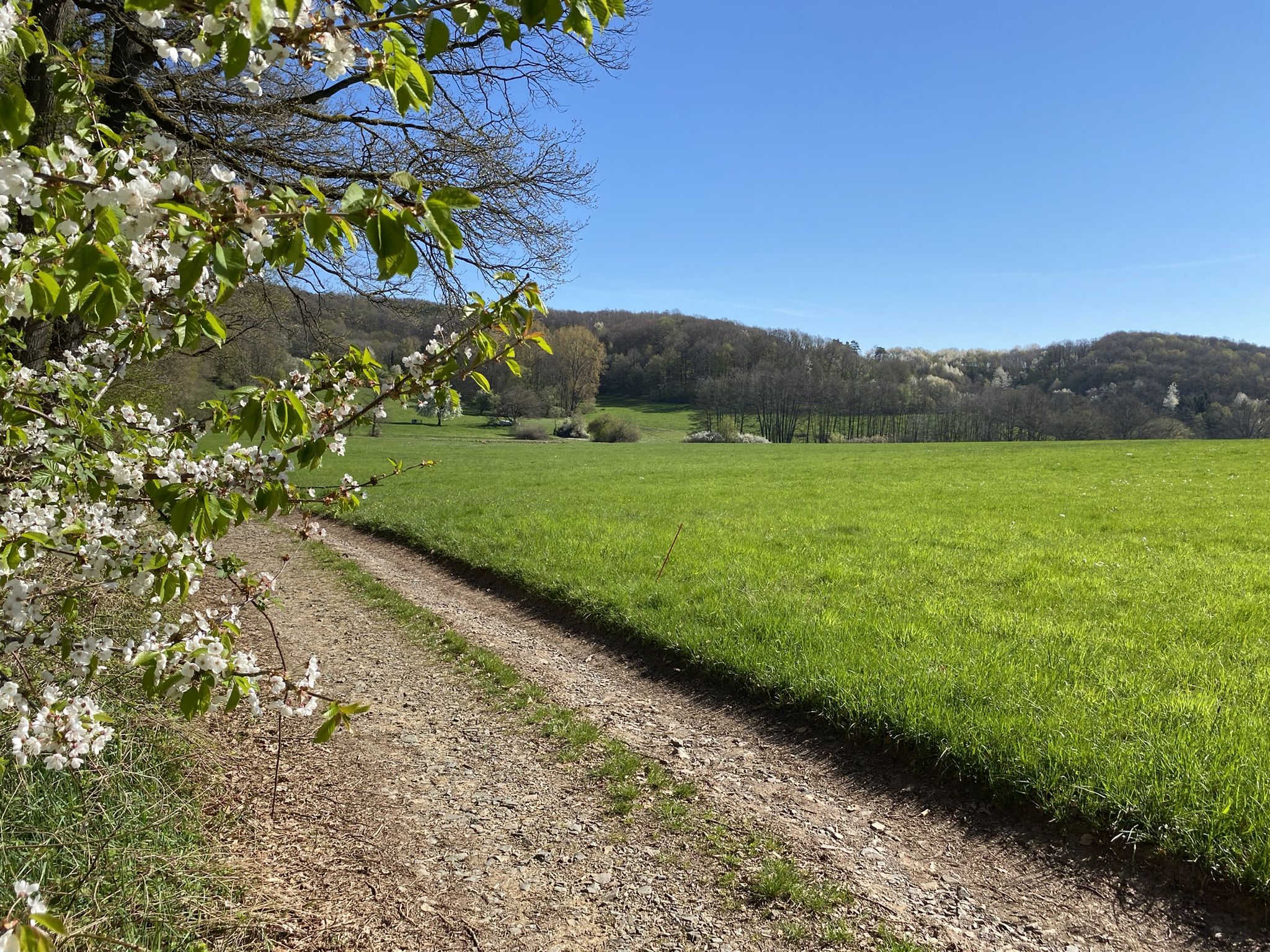 Hainbuchental