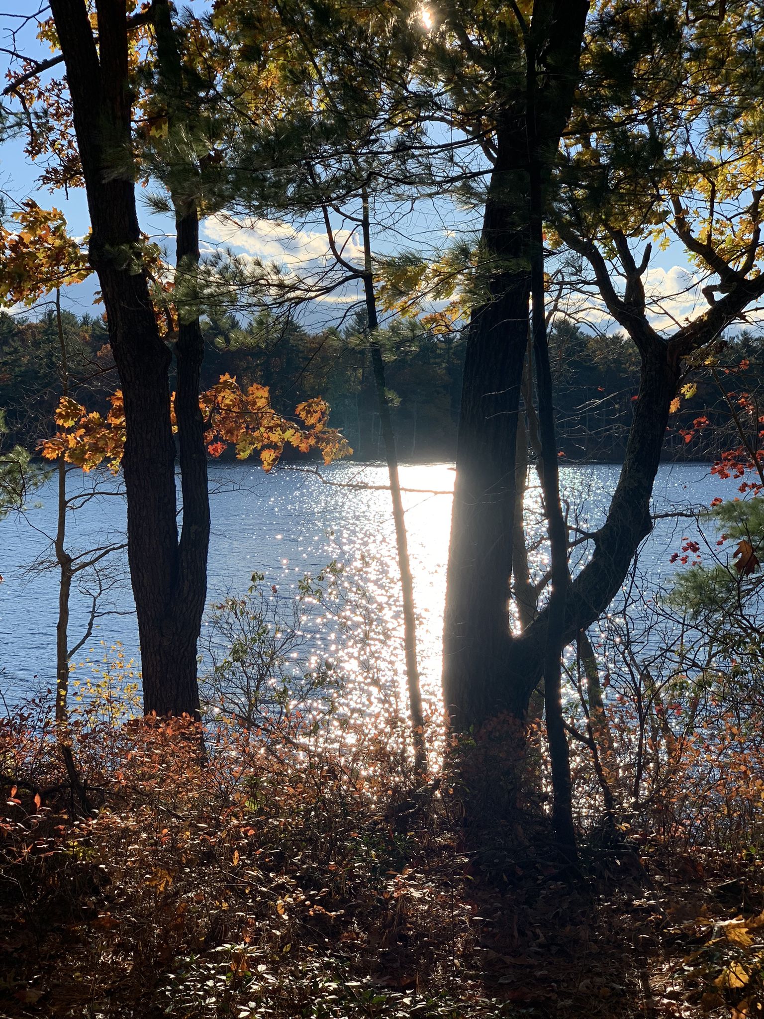 Sunlit lake through dark trees with bright reflections on the water. - Holden to Sterling – road cycling in MA