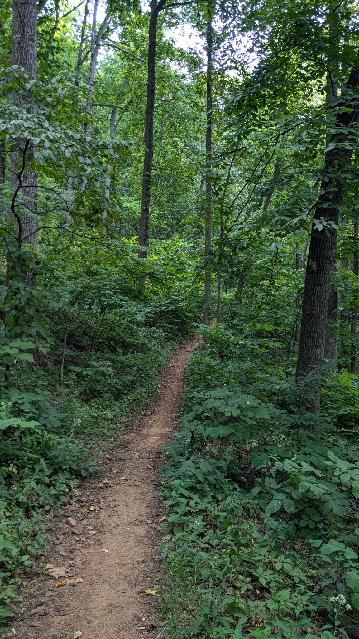 A winding dirt path leads through a dense, green, sunlit forest. - Jason Stevens Loop