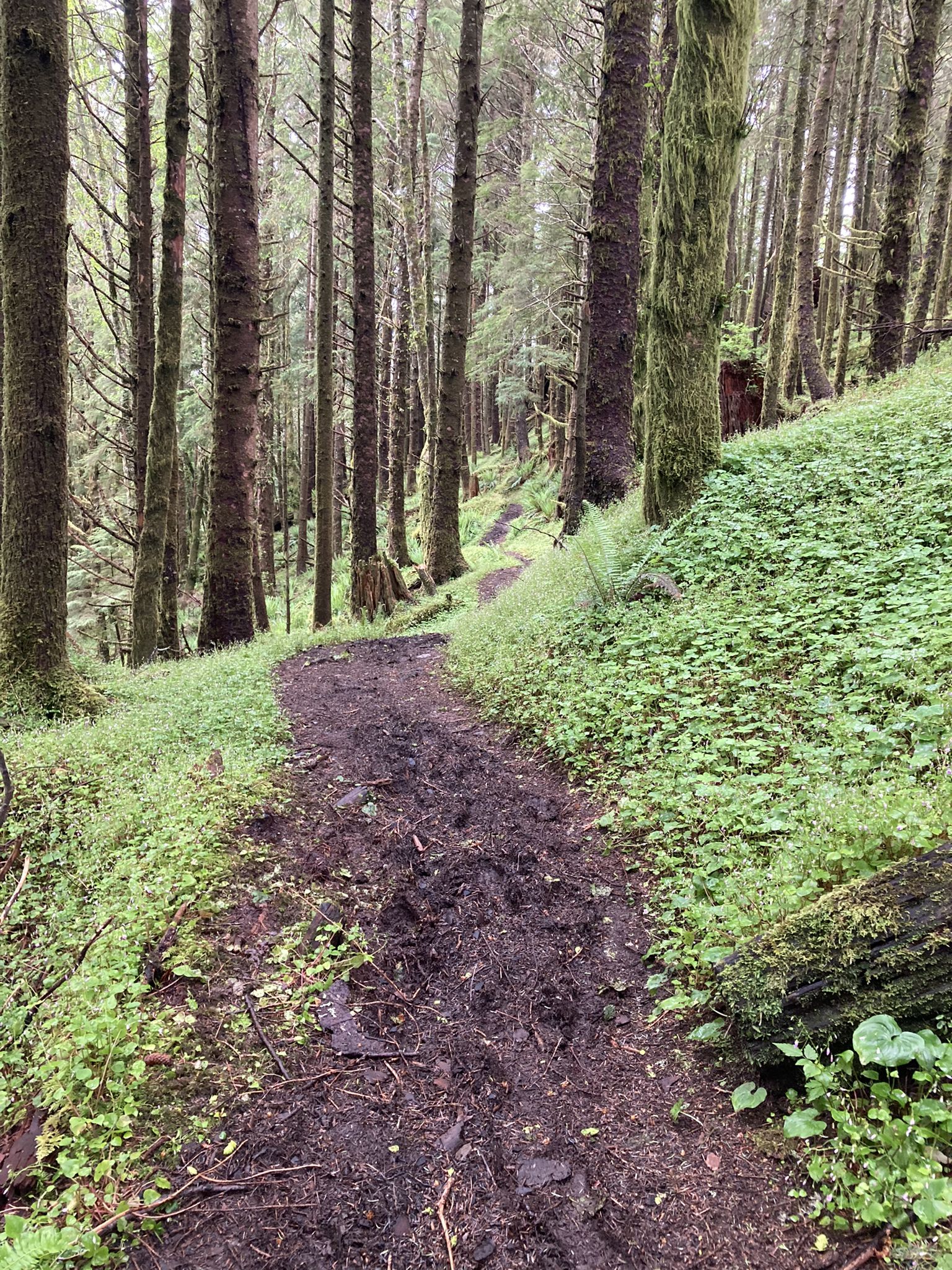 Muddy forest path winding uphill through tall trees and green undergrowth. - Lewis and Clark Discovery Trail