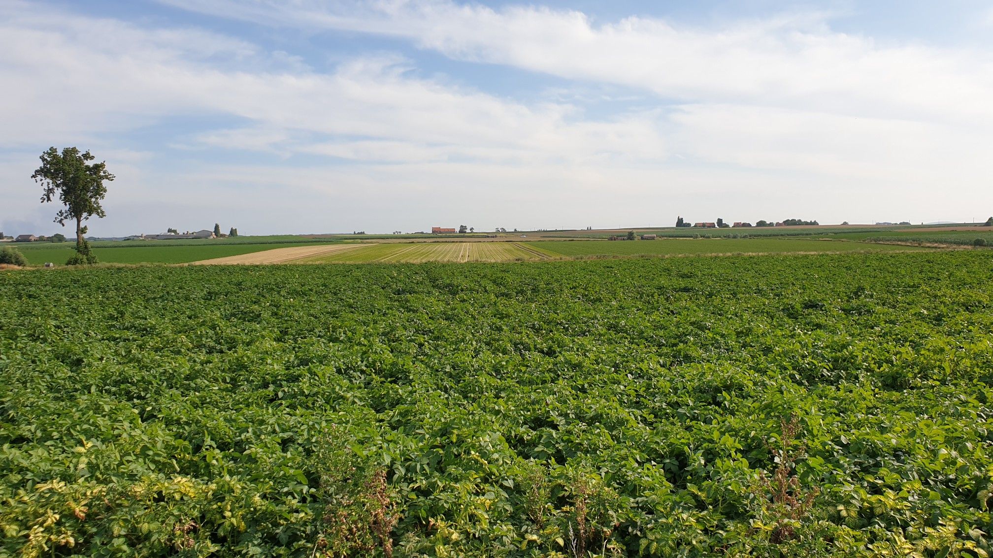 Plat pays et pommes de terre