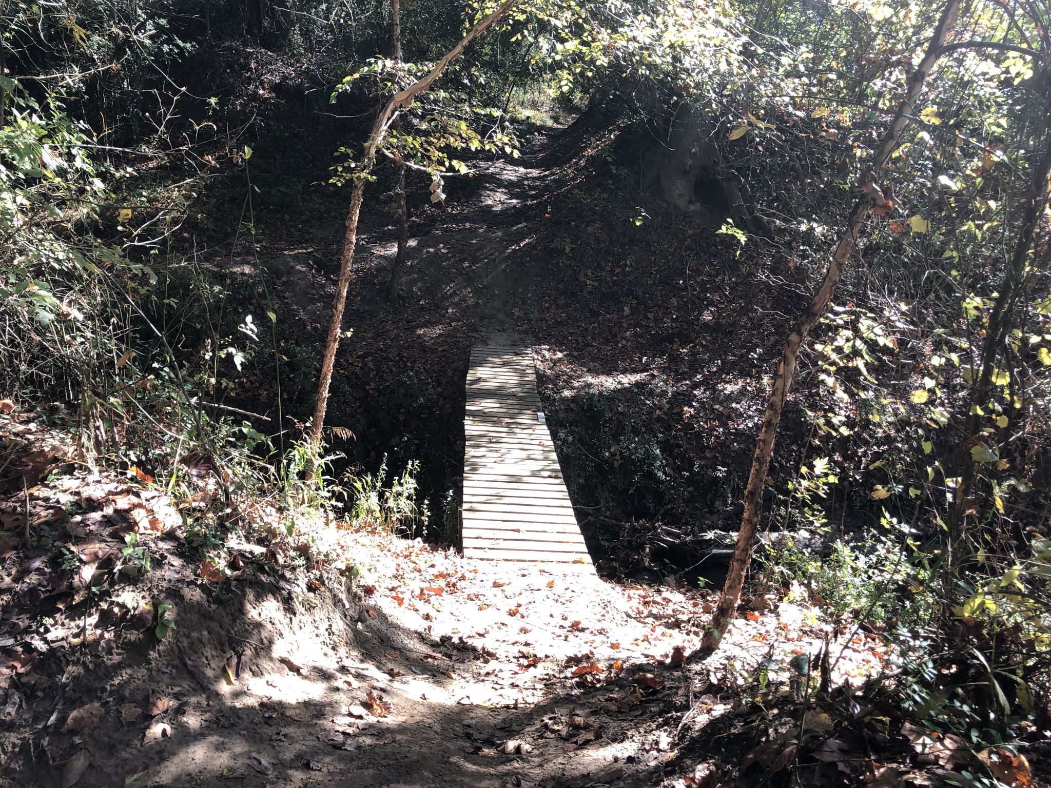 A wooden bridge crosses a small dip on a sunny forest trail. - Wolf River Blue and Yellow Trail Loop