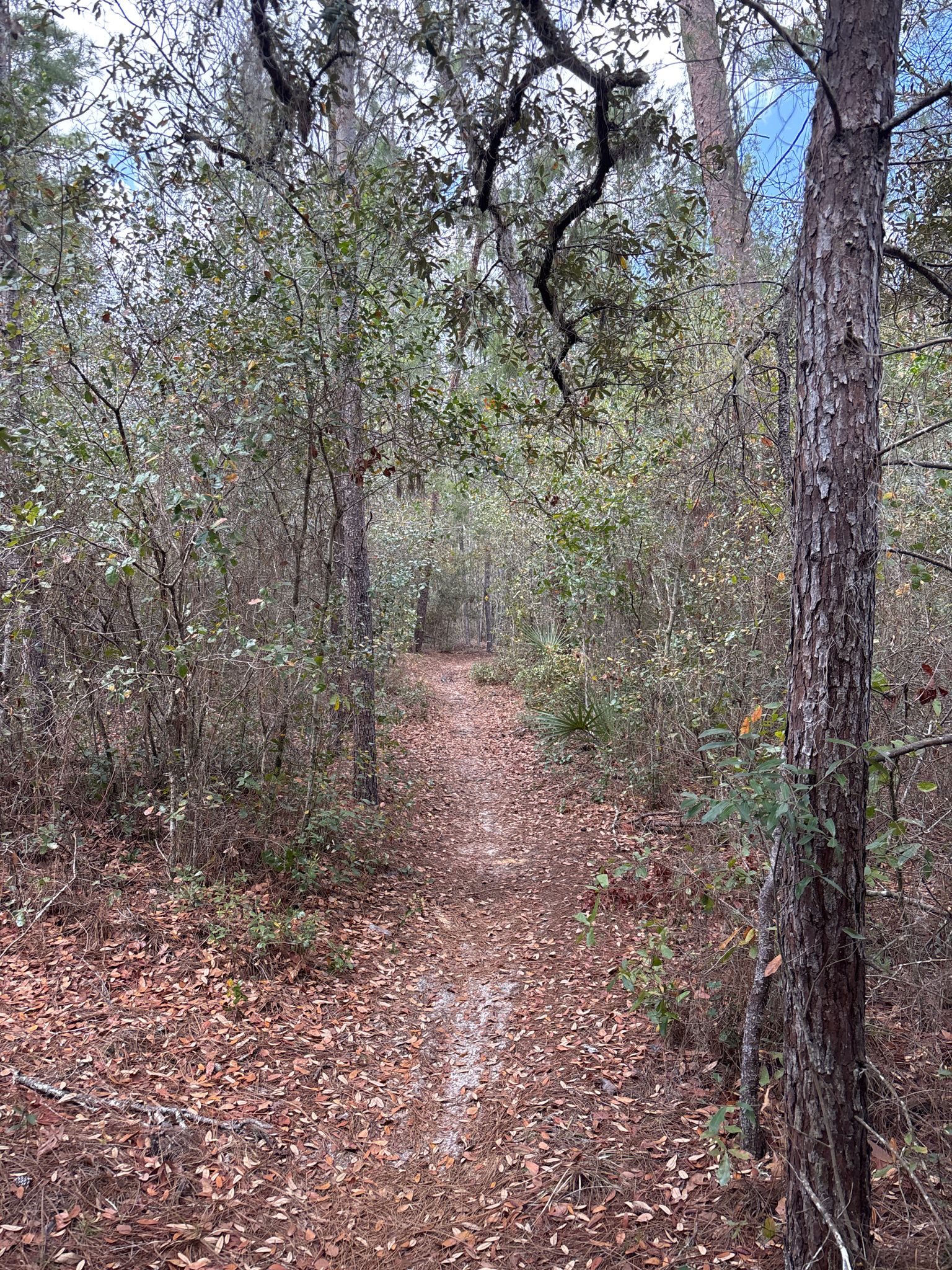 A narrow, leaf-covered dirt path winds through a dense, shaded forest. - Paisley Woods Bicycle Trail