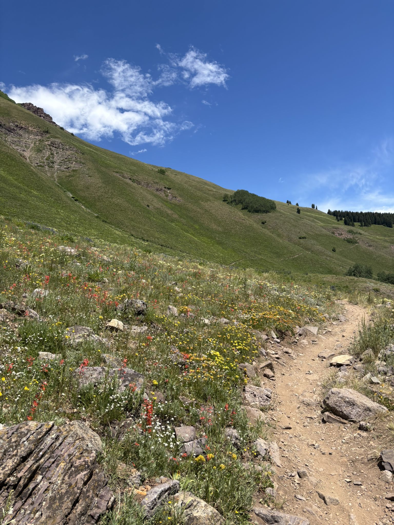 A sunny dirt trail winds through a vibrant wildflower-filled green hillside. - Teocalli Ridge Loop