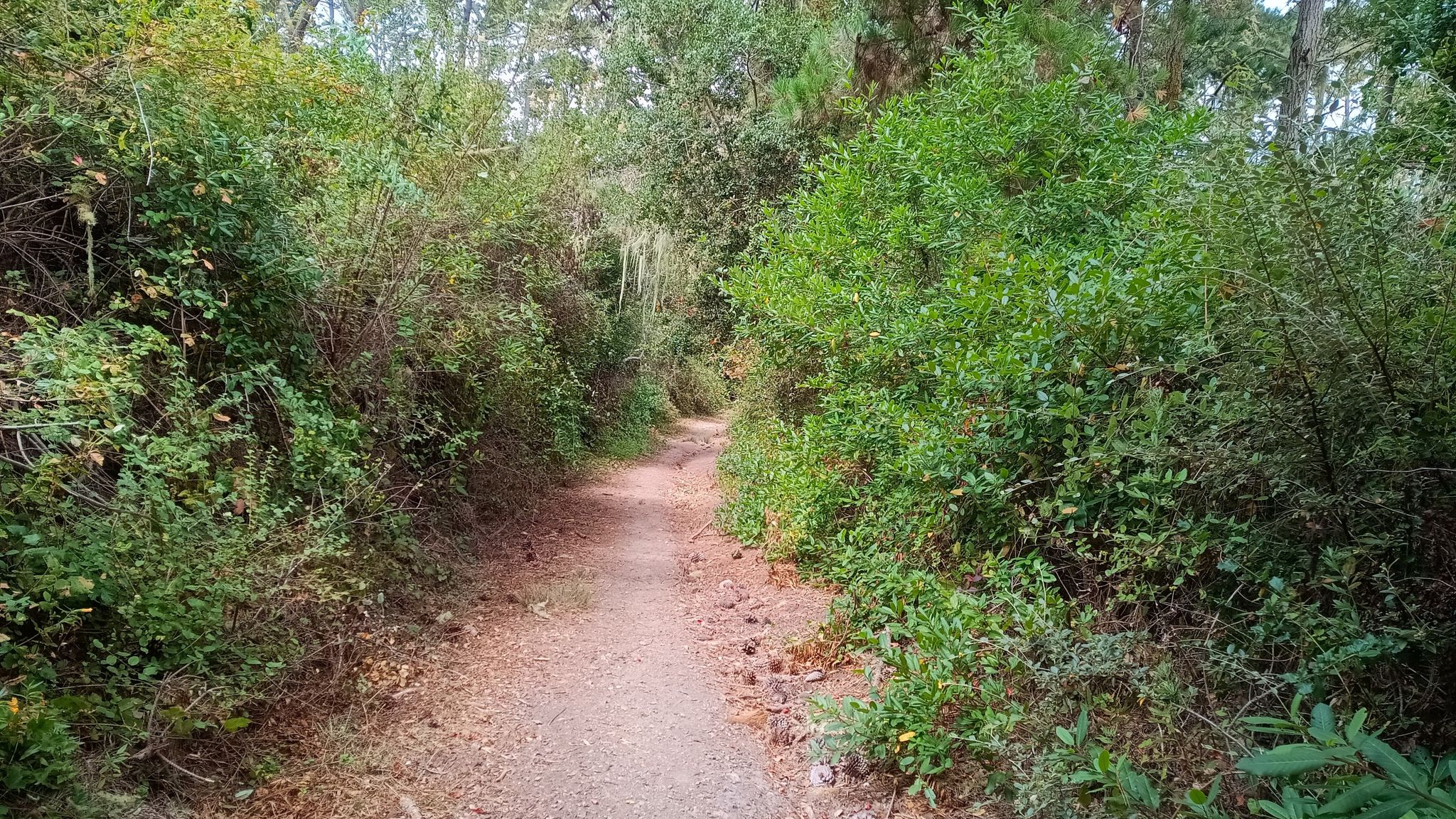 A narrow dirt path winding through dense green forest under dappled light. - Earl Moser, Madrone, Rhus, Iris, Coffeeberry, Pine, Sage Loop