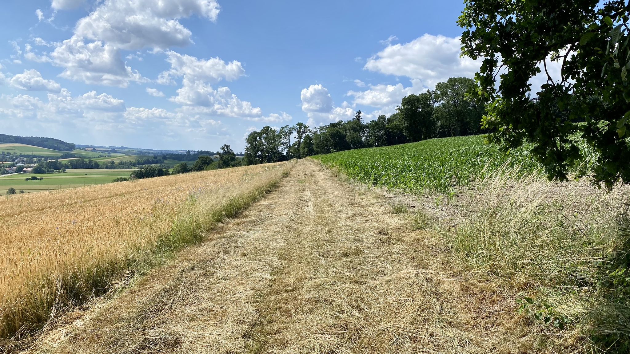 Feldweg - hurra, gemäht 😅