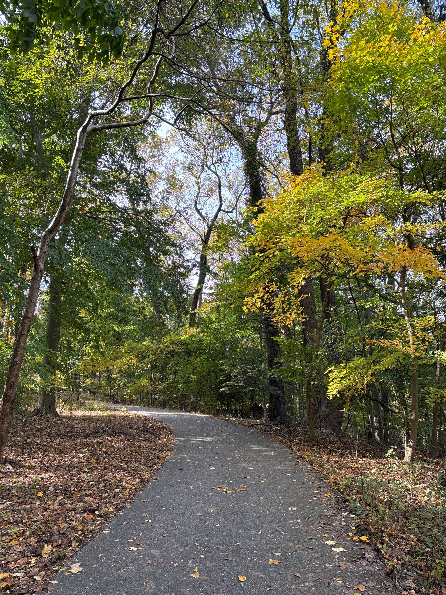 Paved path winding through a sunlit forest with green and yellow autumn leaves. - Gwynns Falls and Jones Falls Trail Loop