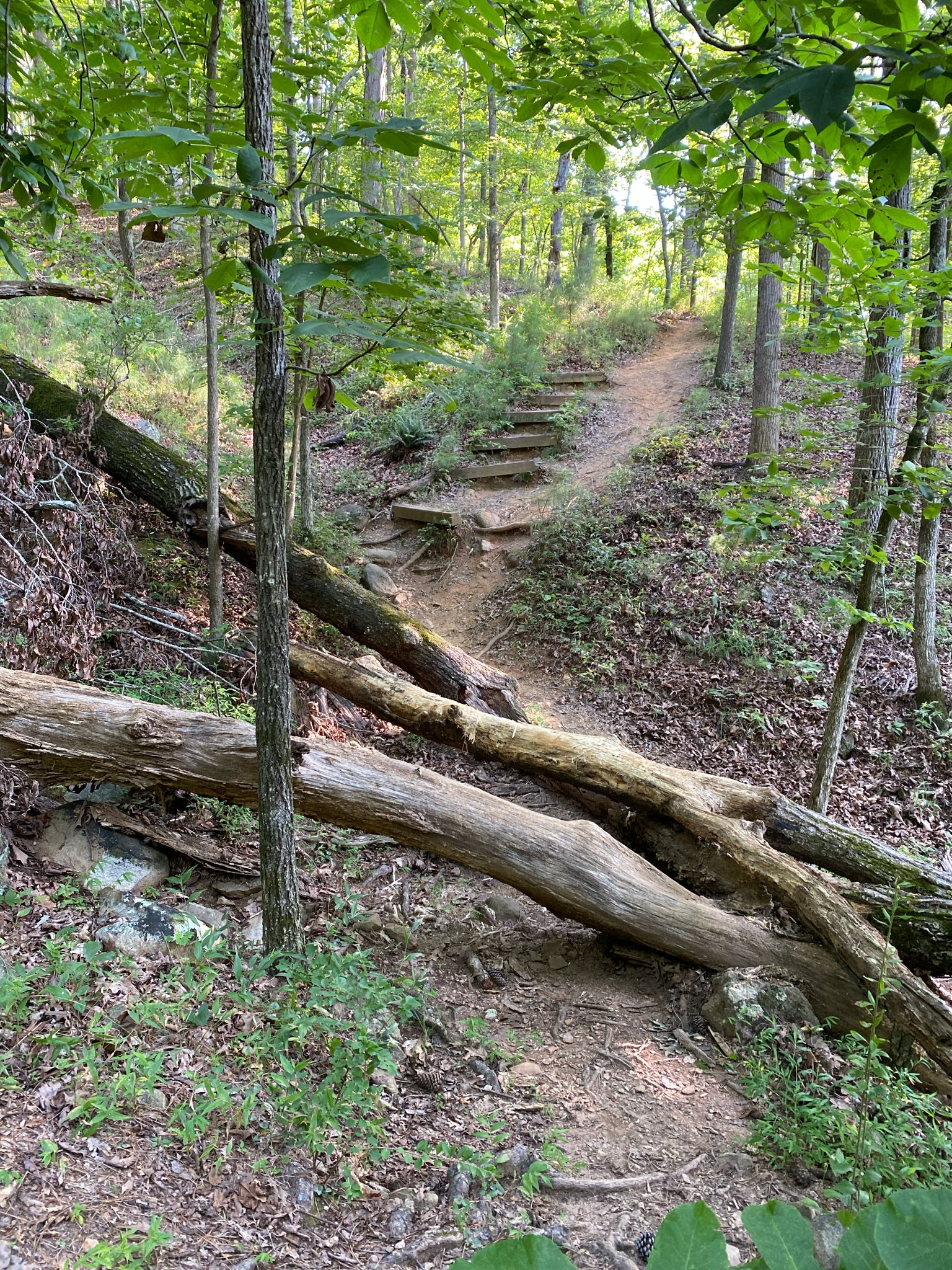 Forest path with wooden steps and fallen logs in dappled sunlight. - Vineyard Mountain Trail