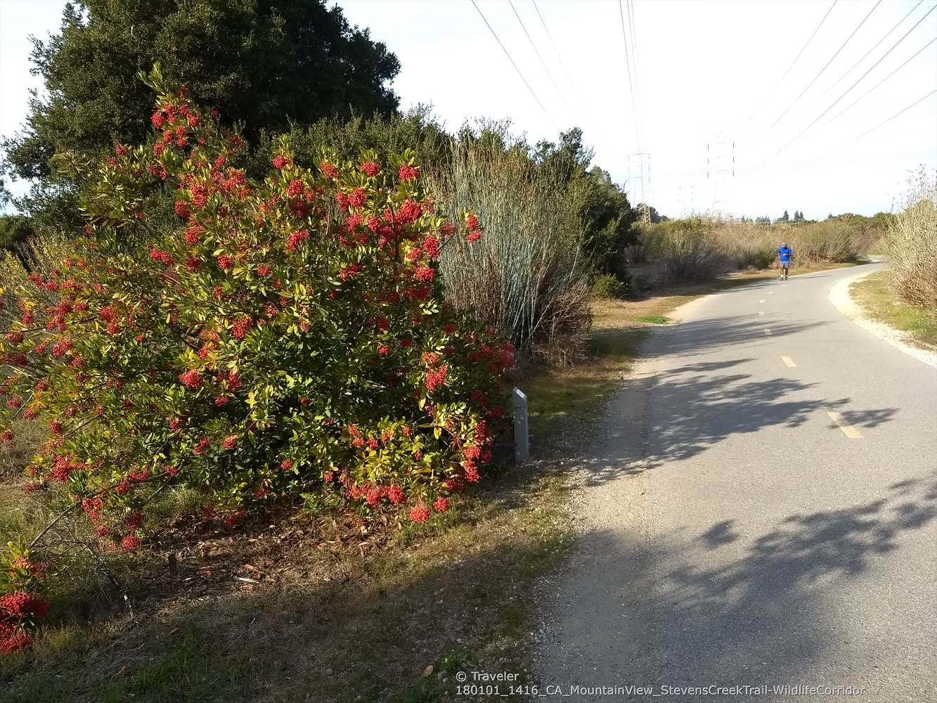 Paved path next to a vibrant bush with red berries, person in distance. - Moffett Boulevard Bike Bridge – Sleeper Park loop from Sunnyvale