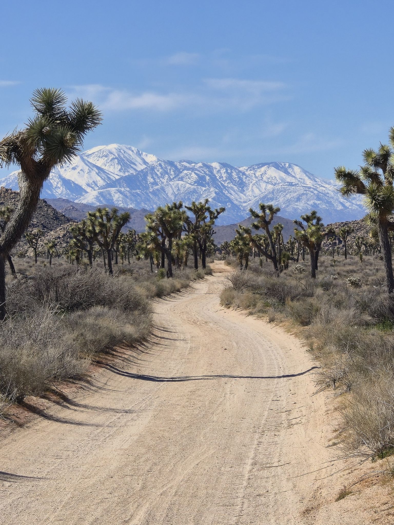 Dirt road through desert with Joshua trees and distant snowy mountains under blue sky. - Queen Valley Loop