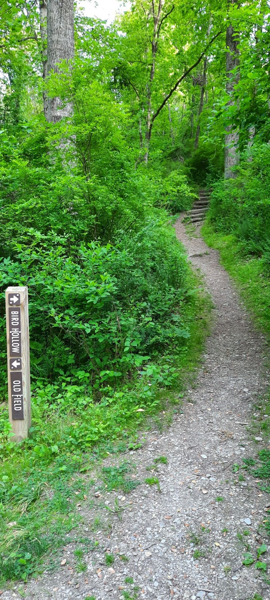 A dirt path winds through a dense, green forest with a wooden sign. - Richard Nixon Park Loop