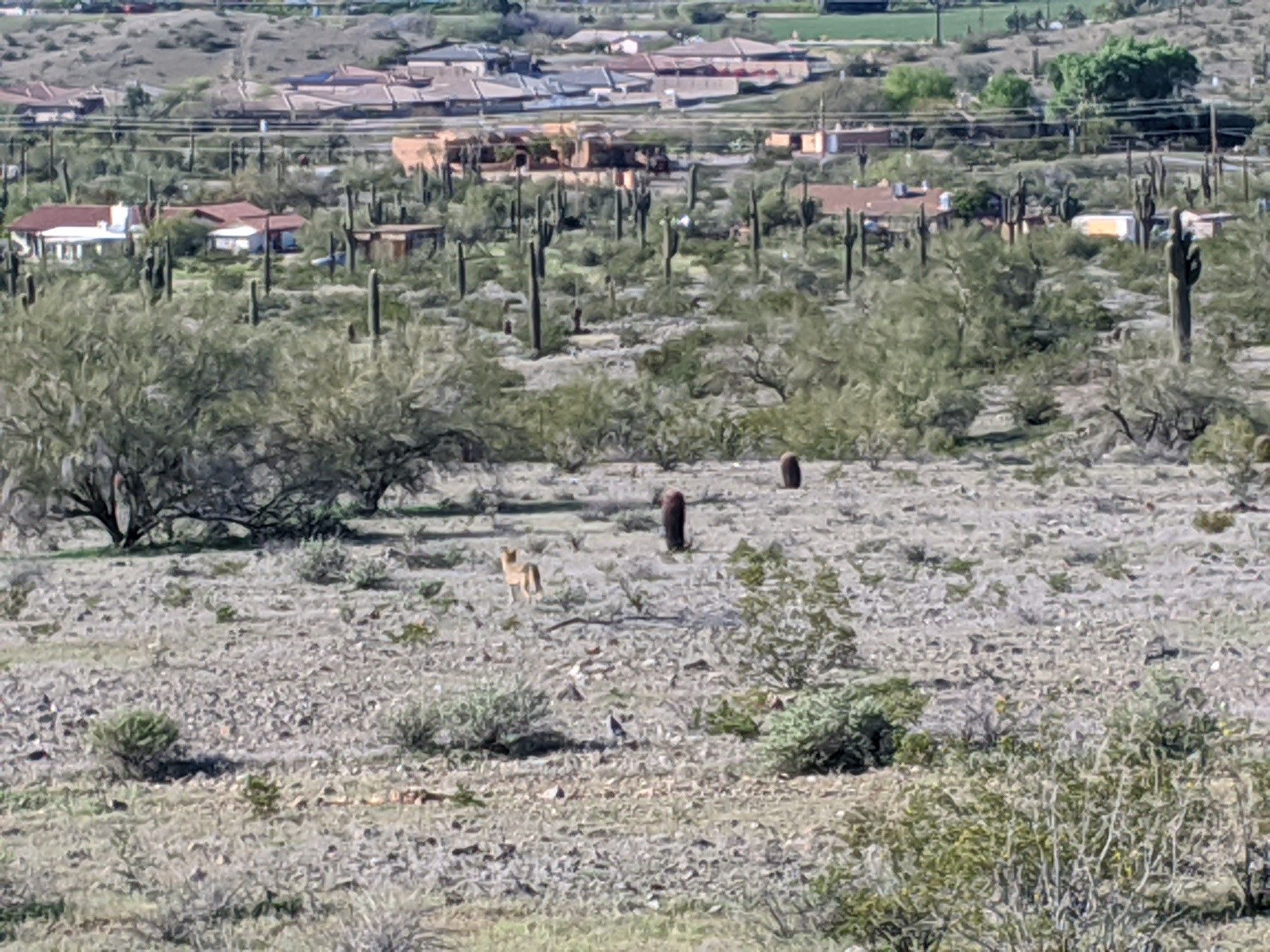 A coyote in a flat desert field with saguaro cacti and distant houses. - Ma-Ha-Tuak Perimeter Trail