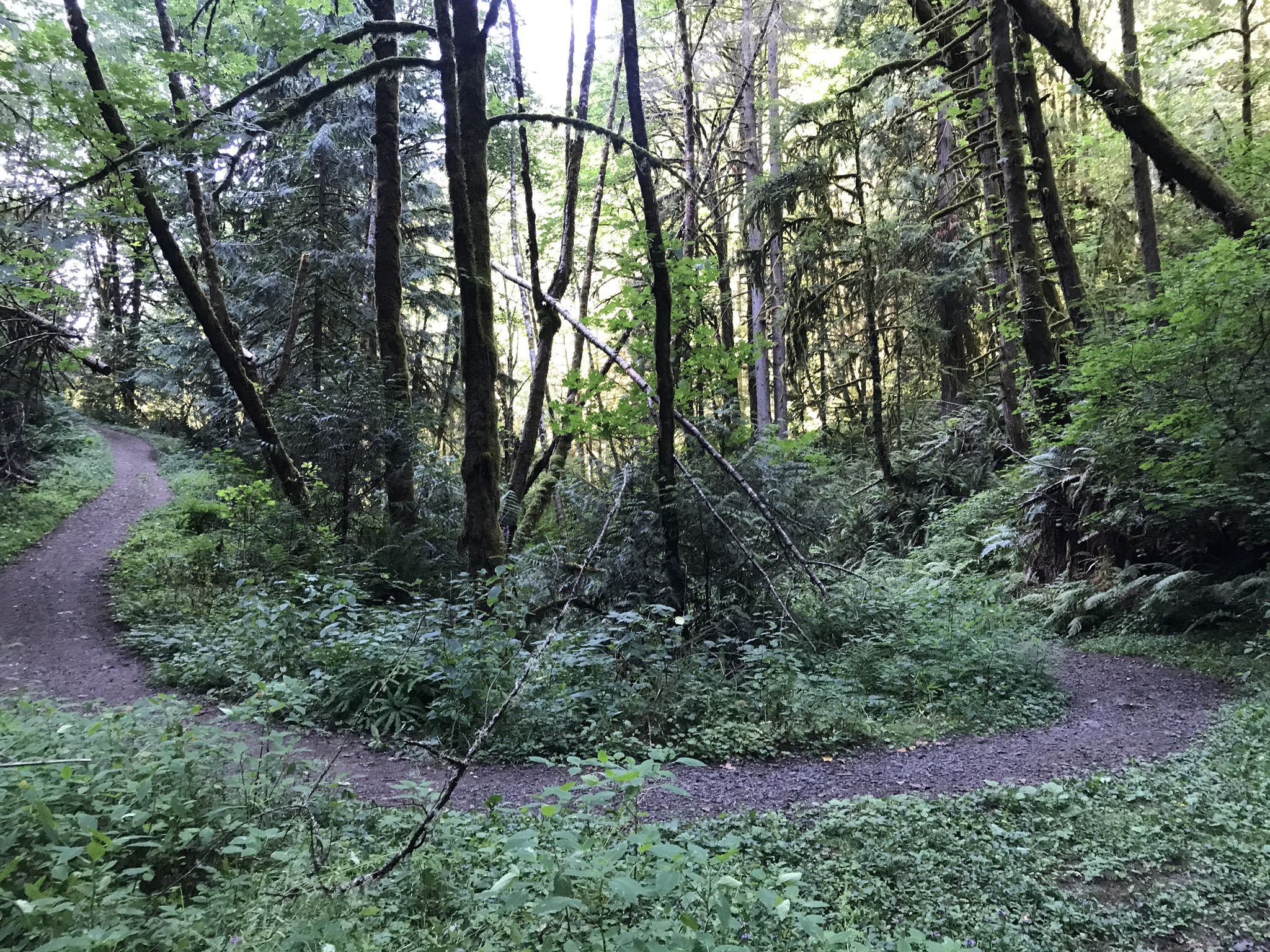 A fork in a dirt path surrounded by dense green forest undergrowth. - MTB/Gravel Loop