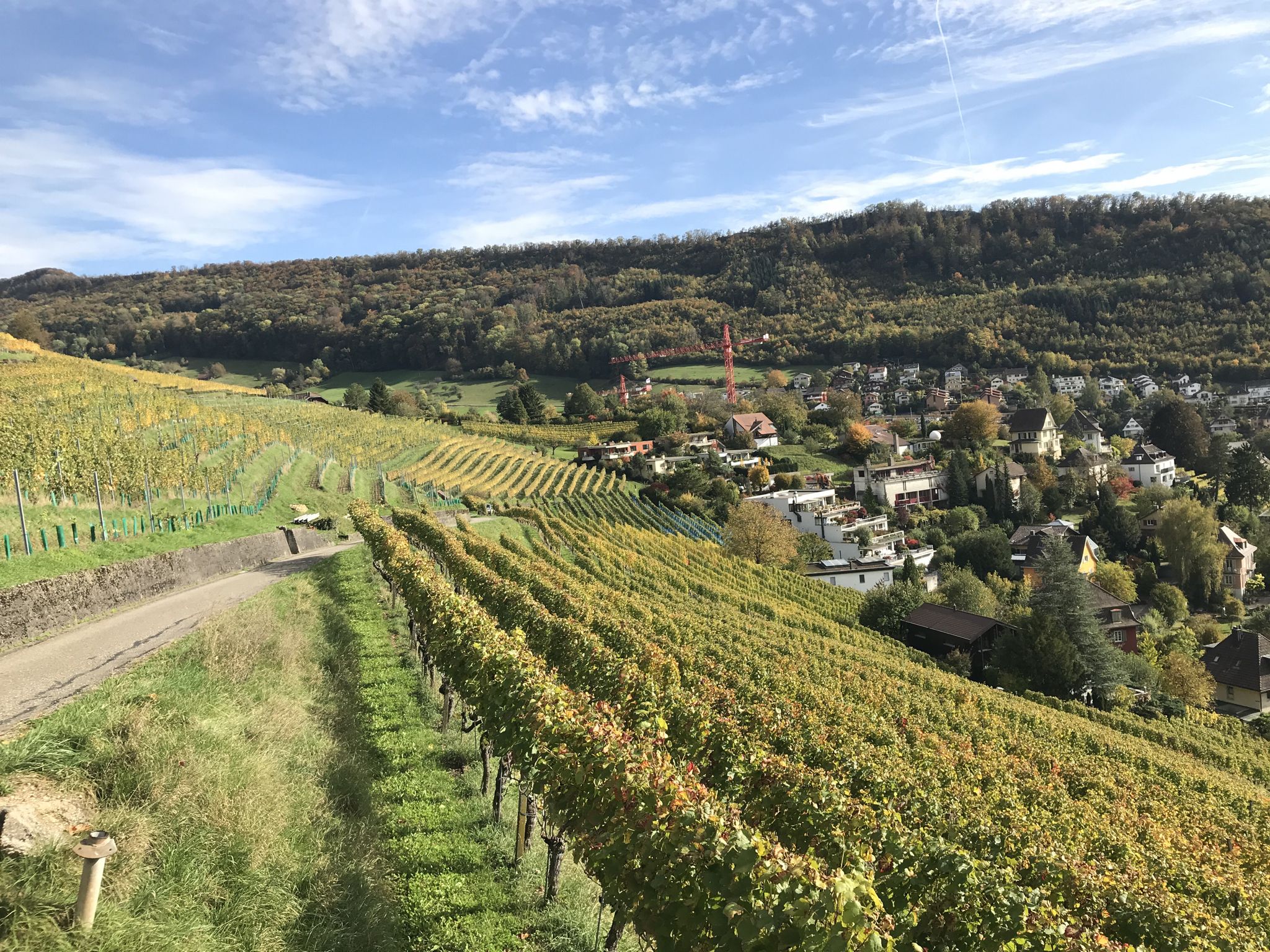 Rebberg Ennetbaden und Lägernhang