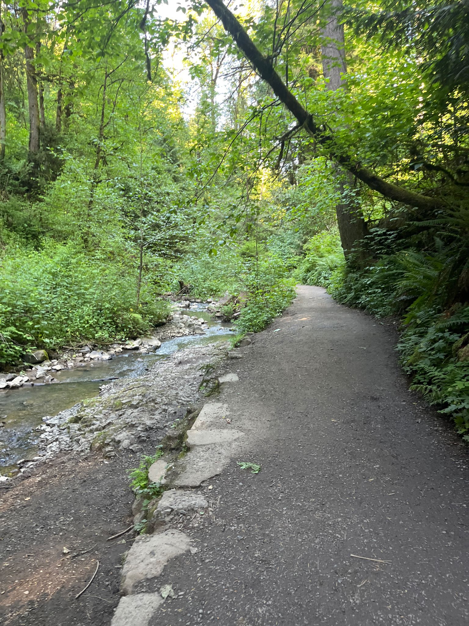 A paved path runs alongside a rocky stream in a lush green forest. - Wildwood, Birch and Holman Lane Loop