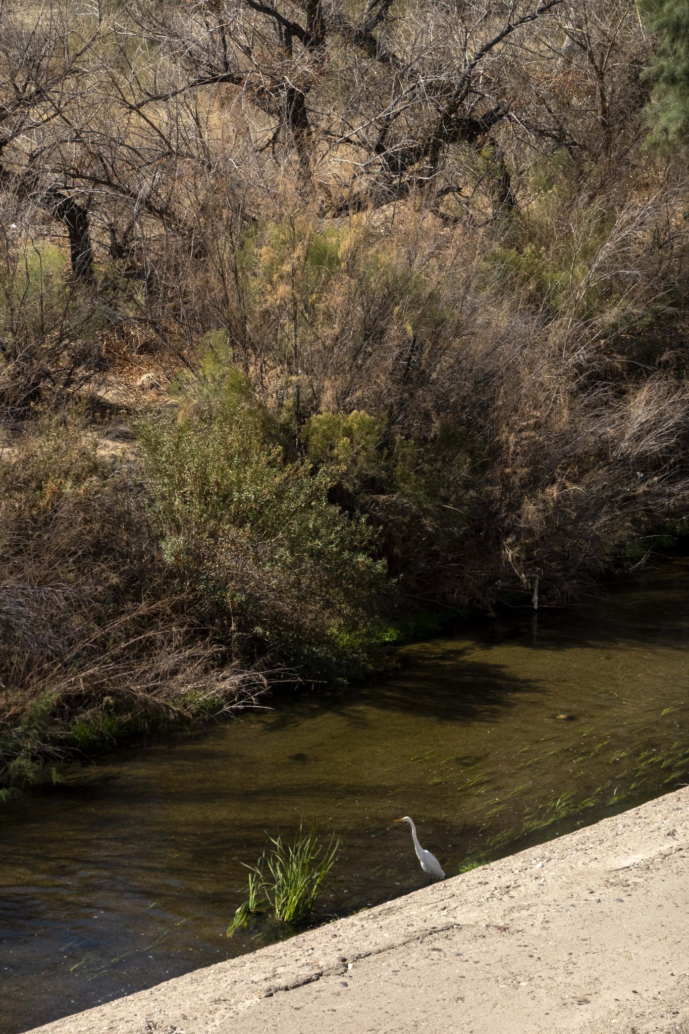 White heron standing in a shallow, murky stream surrounded by dense brush. - Owl at Sweetwater Wetlands loop from Bus or RV Parking