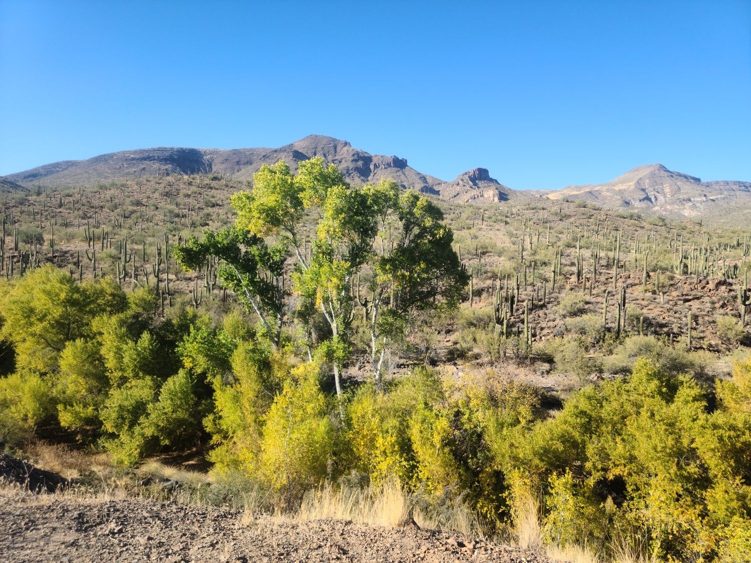 Desert landscape with mountains, saguaros, and bright green trees under clear sky. - Dragonfly Trail Loop