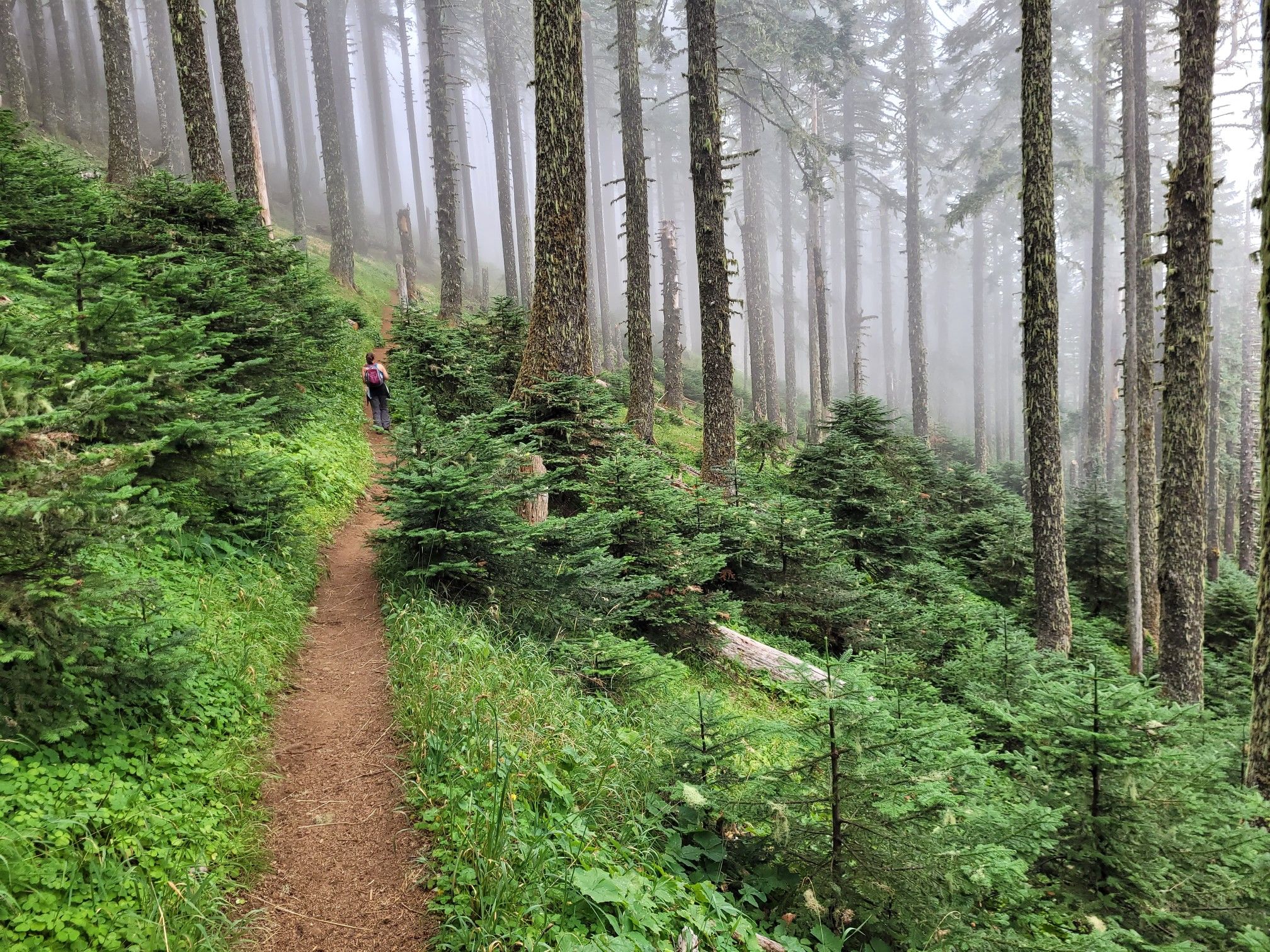 A person walks on a dirt path through a misty forest with tall, slender trees. - Marys Peak East Ridge and North Ridge Loop