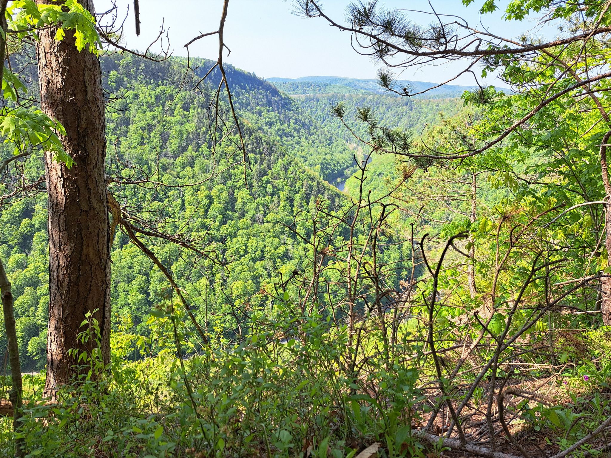 Lush green valley with a winding river, seen through foreground trees. - Great view of the river and mountains – View of Pine Creek Gorge loop from Barbour Rock Parking Area